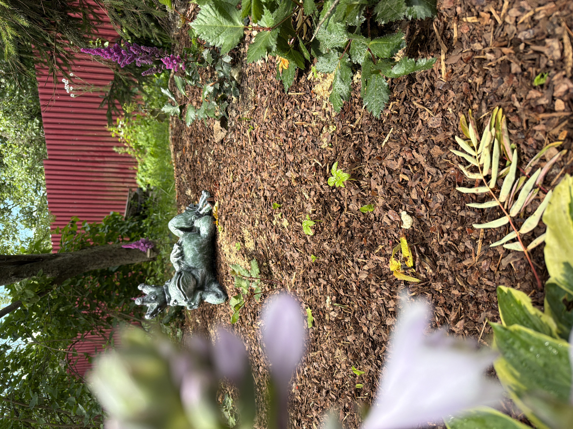 In Novosaratovka, Russia, a garden scene unfolds with a weathered, green statue of a frog wearing a crown, reclining on a bed of brown mulch. The ground is dotted with small green sprouts and fallen leaves. In the background, a vibrantly red corrugated metal fence runs horizontally, partially obscured by lush green foliage and the dark trunk of a tree. To the right, a tall, feathery purple flower stands beside a prickly evergreen tree. In the foreground, out of focus, are hints of large, pale purple flower petals and variegated green and yellow leaves, suggesting the presence of hostas or similar shade-loving plants. The overall impression is one of a well-maintained, yet naturalistic, outdoor space.