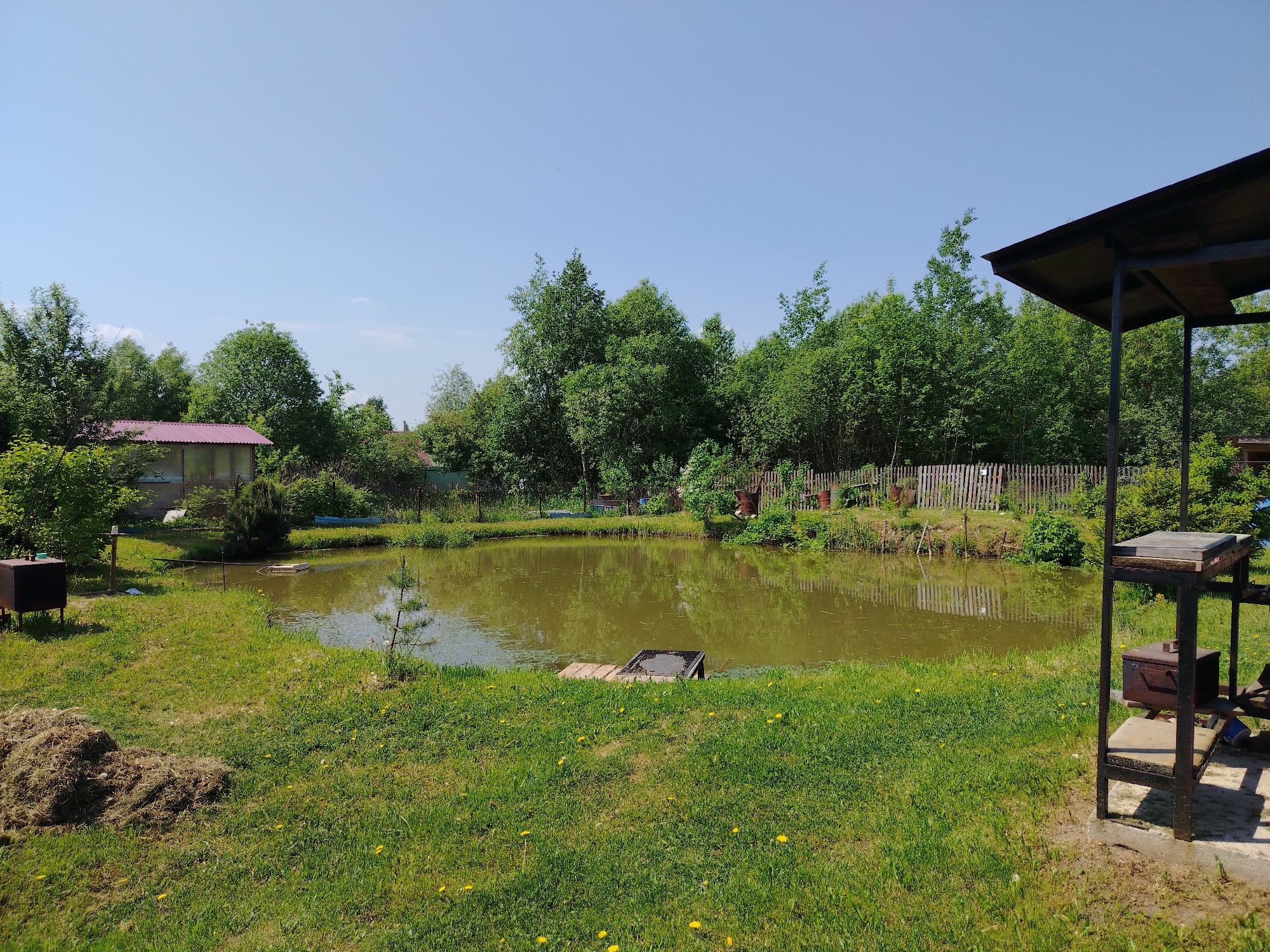 The image depicts a pond surrounded by lush greenery, located in an unspecified area. The pond's water is murky brown. Trees line the perimeter of the pond, suggesting a natural or semi-natural setting. A small wooden structure or platform is visible near the pond's edge. In the foreground, grass covers the ground, and some yellow dandelions dot the lawn. A pile of hay or cut grass sits to the left. A building with a pink roof is visible in the background. To the right, a partially visible metal structure with shelves stands on what appears to be a concrete pad, with a dark box or container resting on one of the shelves. The sky is clear and blue, indicating a sunny day.