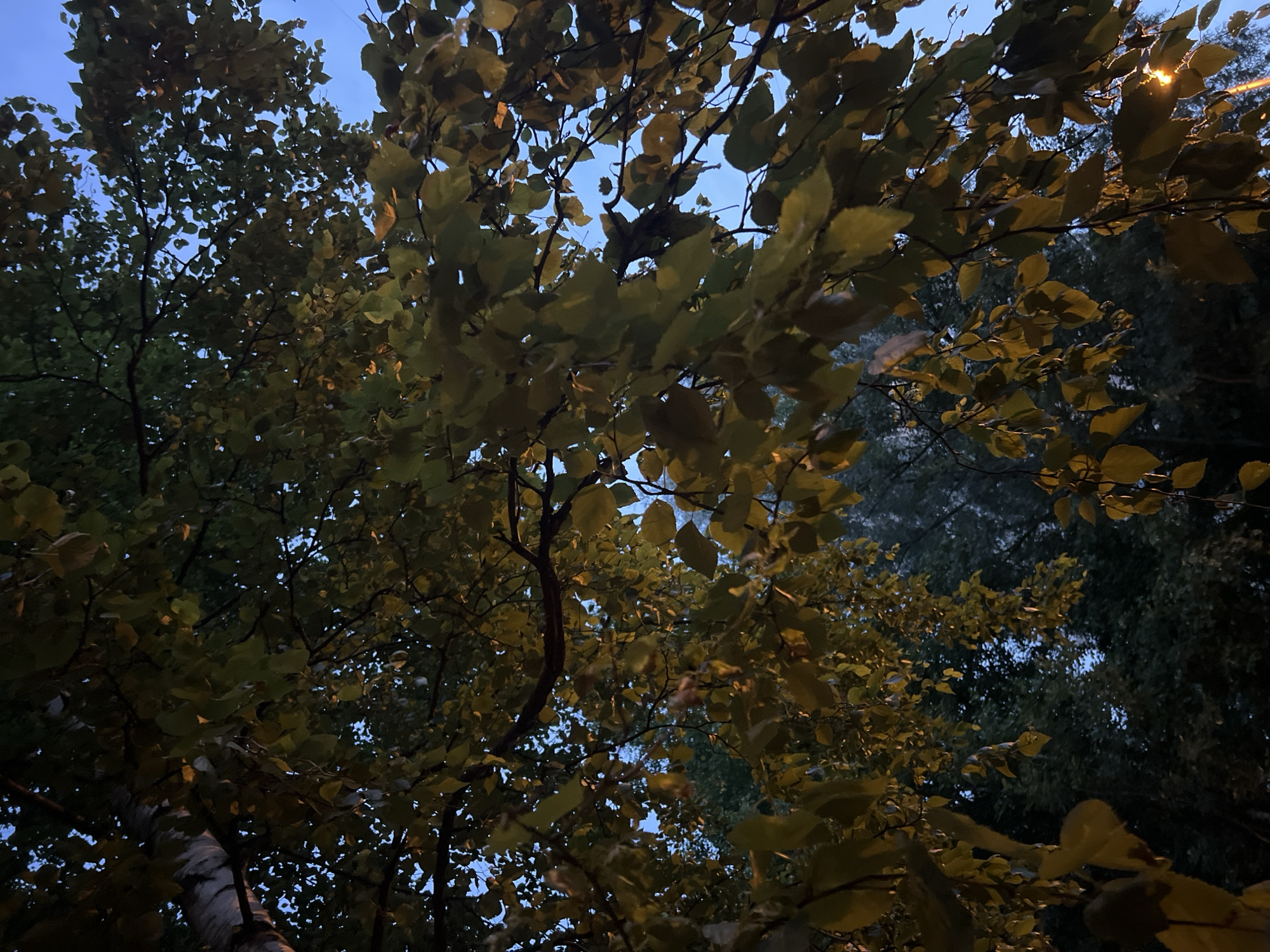 The image shows a view looking up through the canopy of trees. The leaves are predominantly yellow and green, suggesting it is autumn. The sky is a deep blue, indicating either early morning or late evening. The lighting is dim, with a single bright light source visible, possibly a street lamp or a distant building light, peeking through the branches on the right side of the frame. The trees themselves are dense, with branches and leaves filling most of the view. The texture of a white, patterned tree trunk is visible on the lower left, contrasting with the foliage. The overall mood is calm and serene, with the twilight sky and dappled light creating a somewhat ethereal atmosphere. There is no text visible in the image. The location context provided is Sinyavino, Russia.
