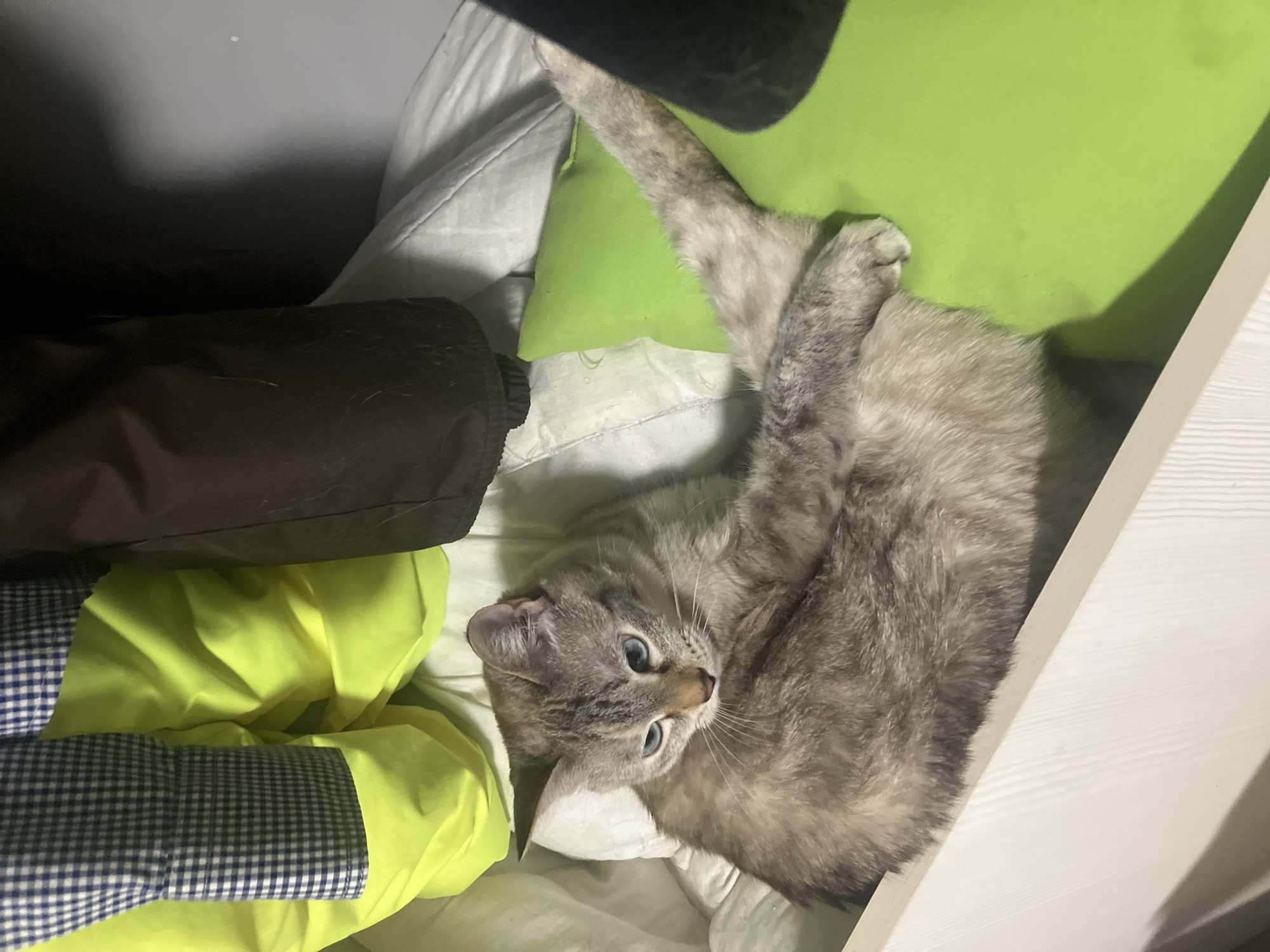 A cat is lying inside a drawer. The cat has gray and beige fur with stripes. Its eyes are blue. The cat is lying on a white pillow and a green pillow. Next to the cat is a green jacket and a dark jacket. A blue and white checkered shirt is also visible in the drawer. The interior drawer is white and the wall next to the drawer is gray. The city of Chaikovsky, Russia is not discernible in the image.