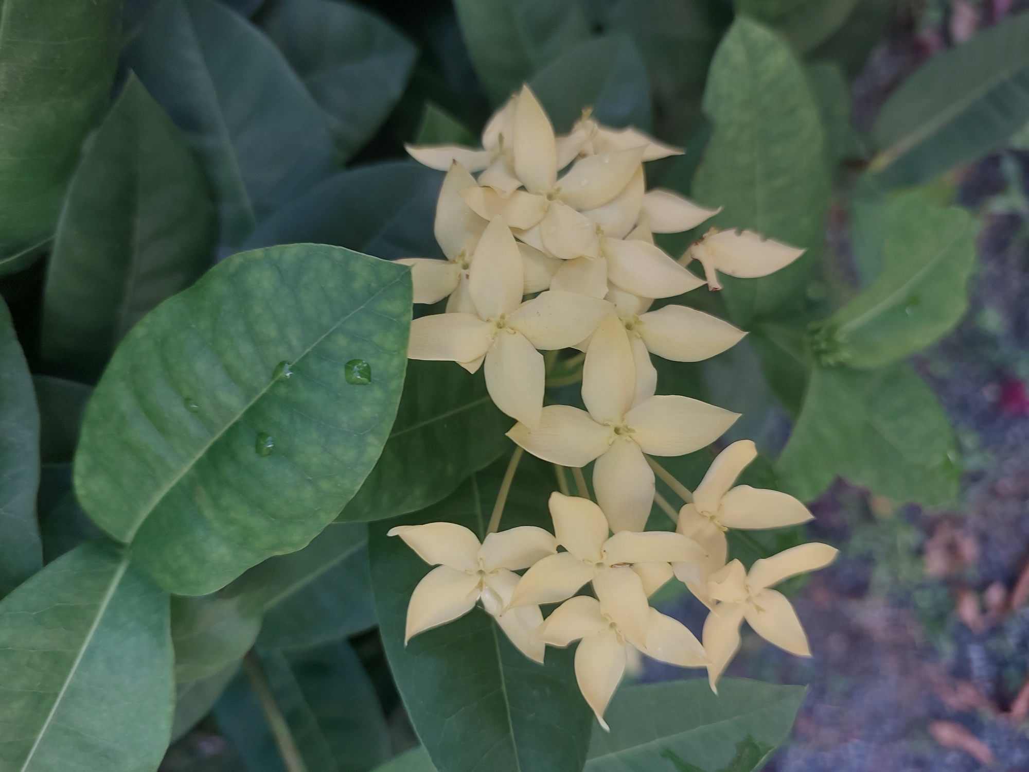 This is a close-up, eye-level shot of a cluster of light yellow Ixora flowers set against a backdrop of dark green leaves. The flowers, with their four distinct petals, are the main subjects. Some of the flowers show tiny water droplets on their petals, suggesting recent rain or dew. The leaves are broad and have visible veins, with some showing a slight variegation. The background is out of focus, revealing more leaves and a hint of textured ground with dried leaves and small stones, possibly indicating an outdoor garden setting. The lighting appears natural, suggesting daytime. No people, text, or specific events are depicted. The overall mood is tranquil and natural, highlighting the delicate beauty of the flowers and foliage. The location context of Baan Mae Nam, Thailand, suggests a tropical environment where such flora is common.