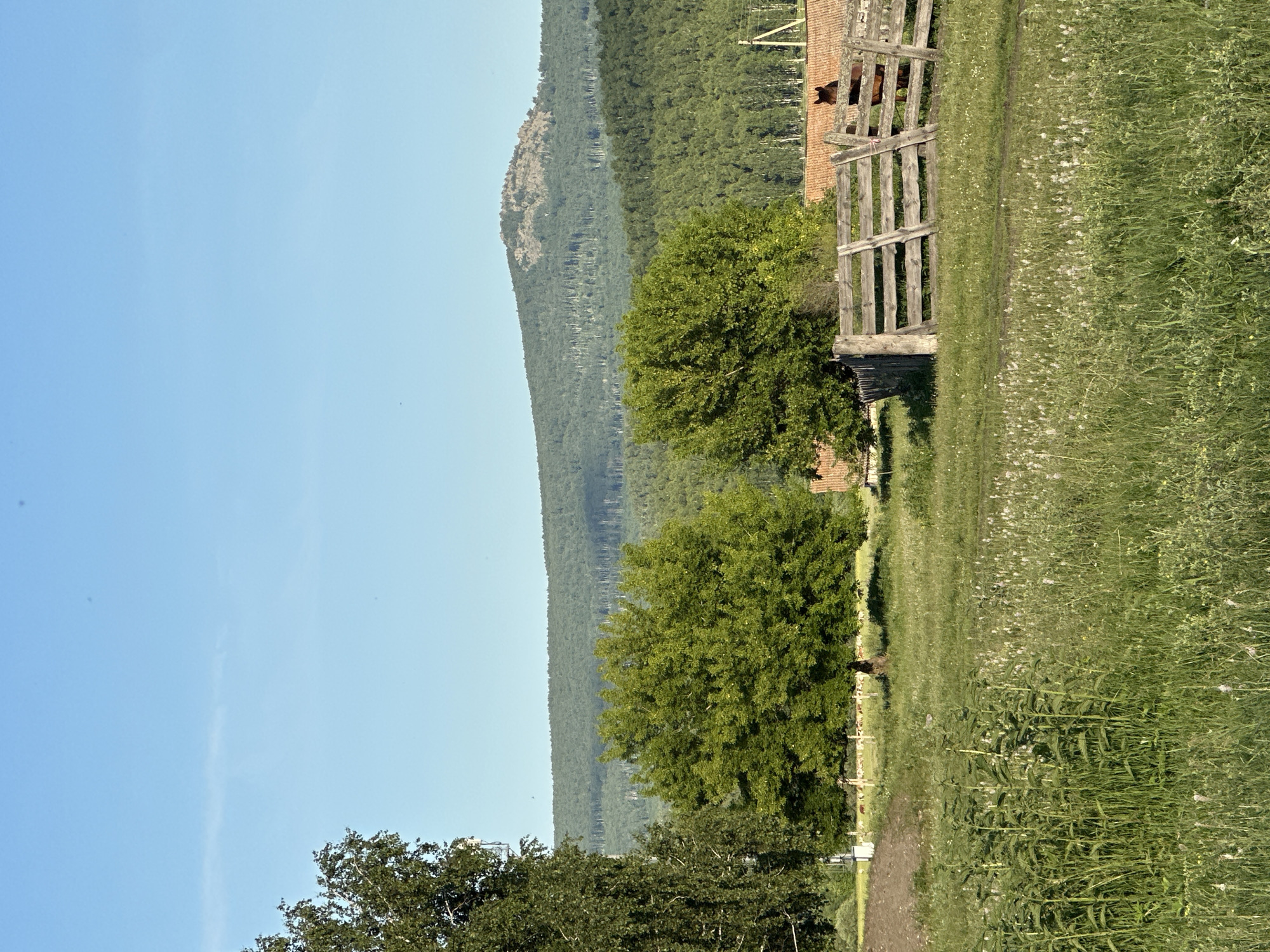 This media file depicts an outdoor scene dominated by a lush green landscape and a clear blue sky. The foreground features a dirt path winding through tall grass dotted with small white flowers. To the left, the path is bordered by dense green trees. In the mid-ground, a large, leafy green tree stands prominently. Further to the right, a wooden fence encloses an area with a brick structure and a brown animal, possibly a cow, visible within. Beyond this, a dense forest covers a sloping hillside that rises towards a rocky peak in the distance. The overall impression is one of a serene, rural setting bathed in bright sunlight, suggesting a pleasant daytime with clear weather. The image is oriented vertically. There is no visible text.