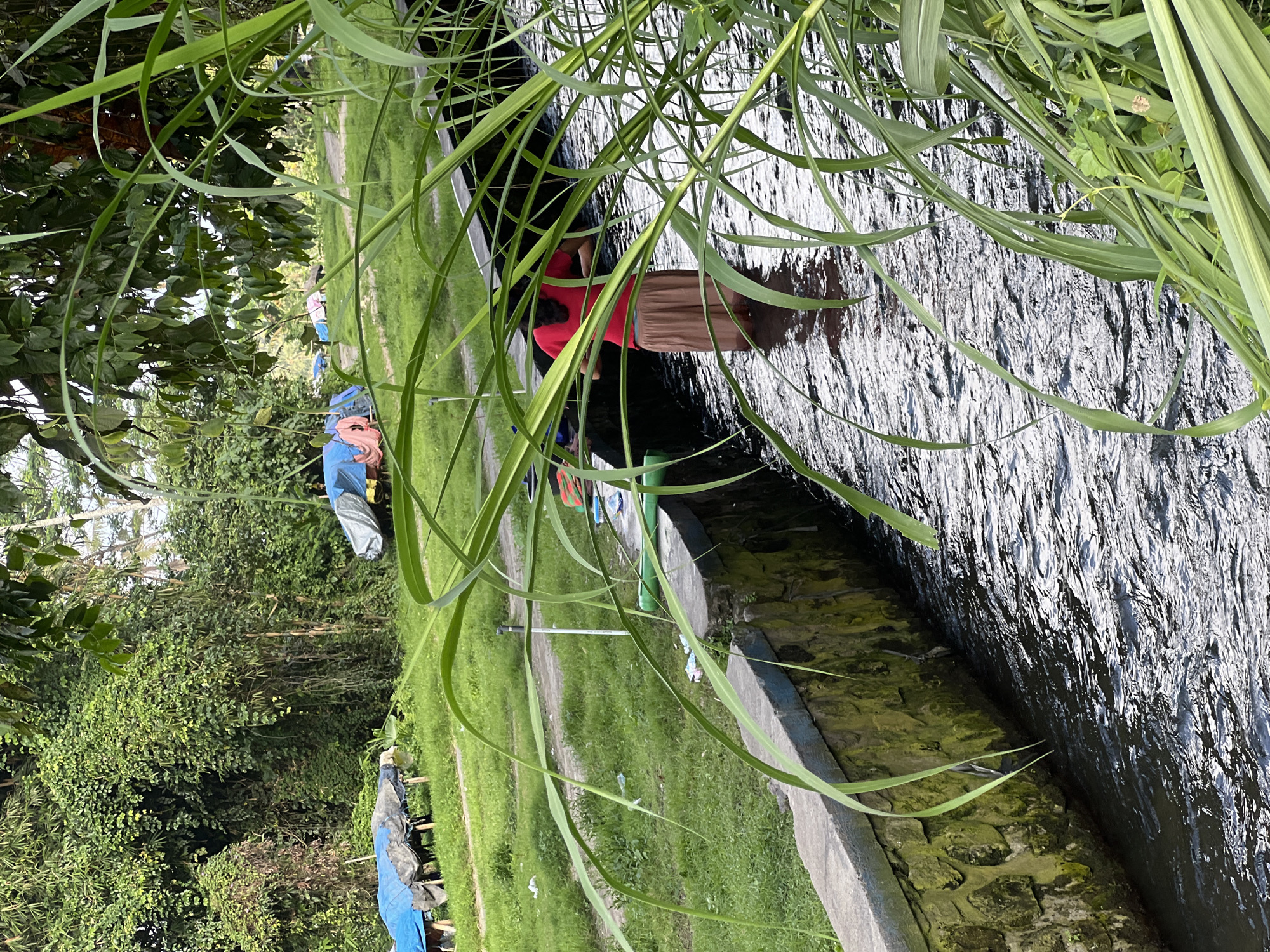 The image shows a person wearing a red shirt and brown shorts standing in a shallow, dark body of water, likely a canal or a small stream. The water is disturbed, creating ripples and reflections on its surface. Tall, green grass and reeds frame the scene, with some blades of grass obscuring parts of the water and the person.
In the background, to the left of the water, is a grassy area with several blue tarps and some scattered objects. A dirt path runs through the grass. Further back, dense green foliage and trees form a backdrop, suggesting a natural or semi-natural environment. The lighting indicates it is daytime, with bright sunlight creating highlights on the water's surface.
The image appears to be taken in Tampaksiring, Indonesia, given the location context. The overall impression is of a rural or natural setting, possibly a place where people engage with water for recreation or daily tasks. The person in the water seems to be focused on something in front of them, though their specific activity is not clear. The presence of the tarps might suggest temporary shelters or storage. No visible text is present in the image.
