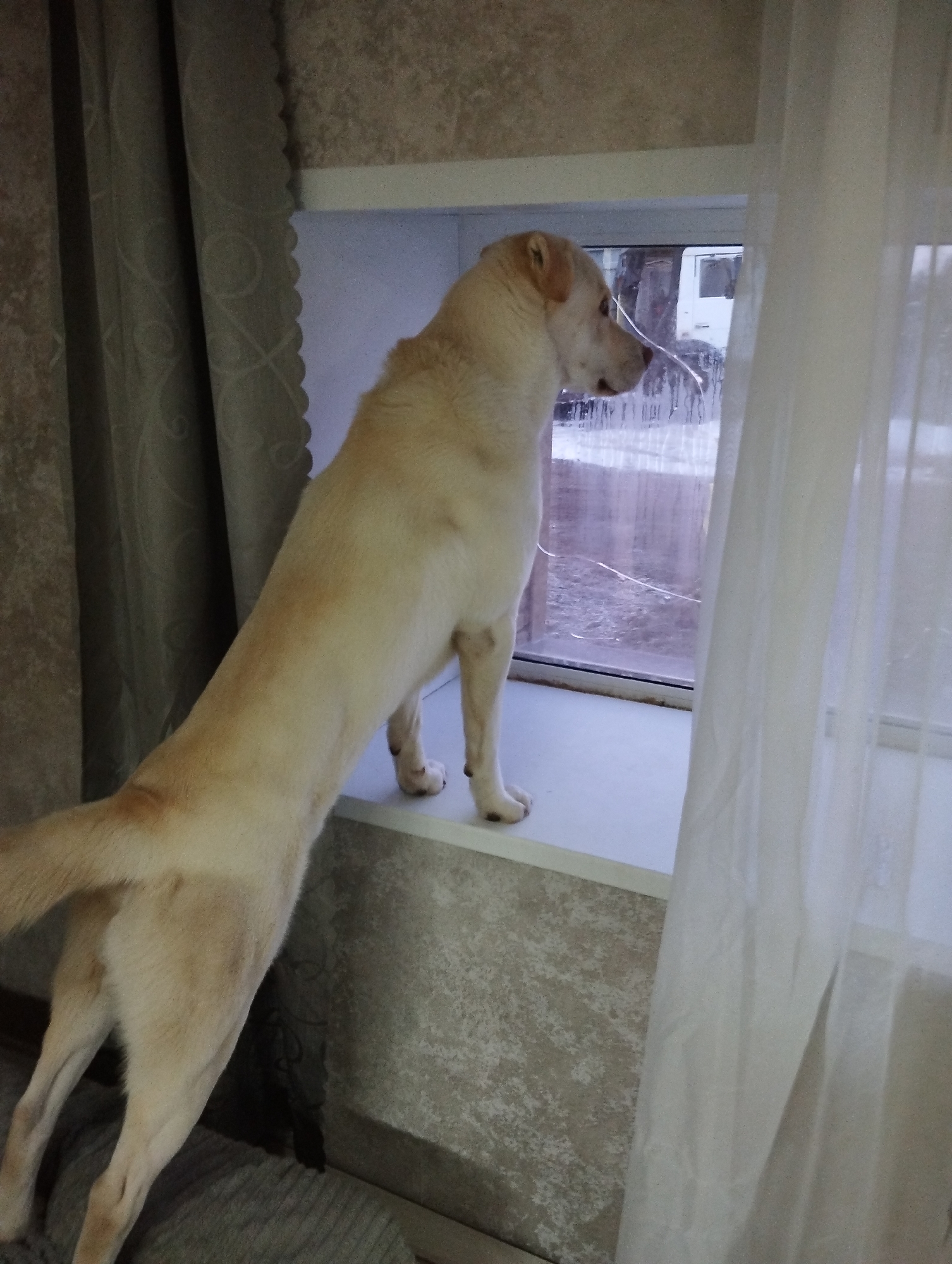 A light-colored Labrador Retriever stands on a windowsill, looking out of a window. The window is partially obscured by a sheer white curtain on the right. The dog is positioned between the curtain and a patterned beige curtain on the left. Outside, the view suggests a cold and possibly snowy environment with what appears to be a vehicle visible through the glass. The location is likely an interior space. The details indicate this photograph was taken in Grishanki, Russia.
