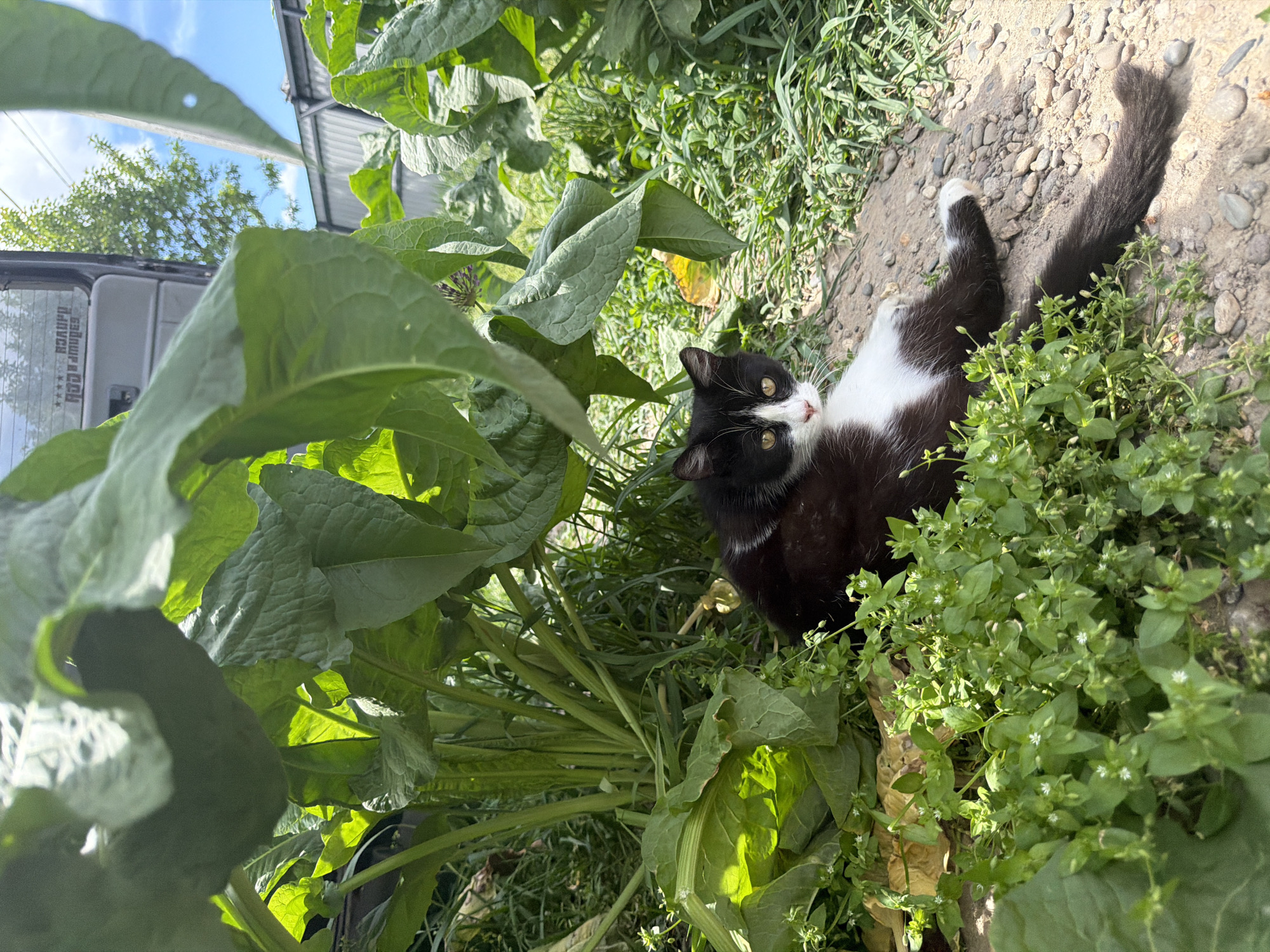 The scene is outdoors. A black and white cat lies on its back on a patch of dirt with small rocks and some green plants with tiny white flowers. Large, green leaves of a plant, possibly comfrey, surround the cat on the left side of the image. In the background, the side of a light-colored van is partially visible, with the side door open. Above the van, there's a glimpse of trees and a blue sky with clouds. The photograph may have been taken in a yard in Leningradskaya, Russia, based on the instructions.