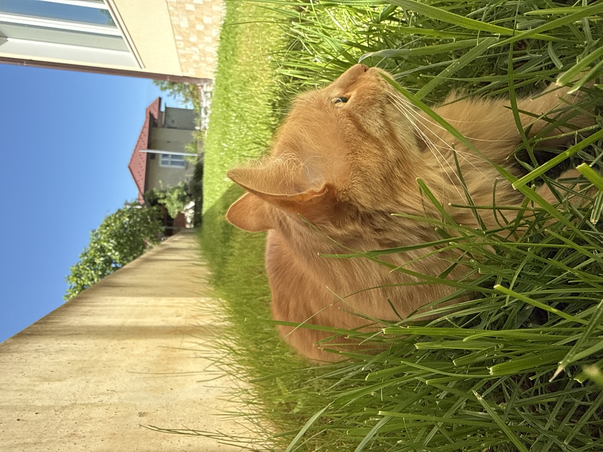 A ginger cat lies in green grass adjacent to a concrete wall. Beyond the wall is a lawn with trees, a building with a red roof, and a clear blue sky. The location is suggested to be Berkovitsa, Bulgaria.