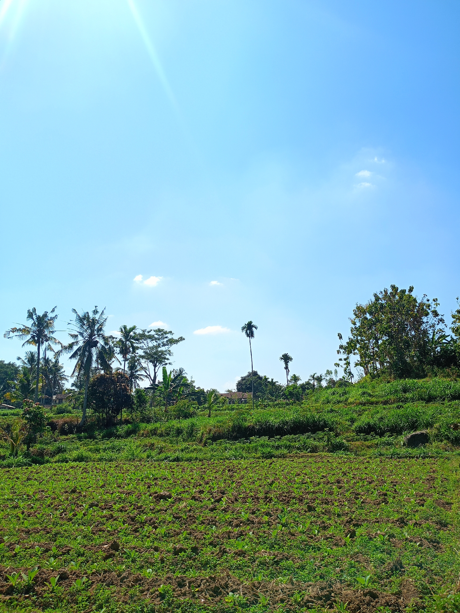This image captures a rural landscape in Jelbuk, Indonesia. In the foreground, a field of young green plants is visible, interspersed with soil. Behind this field, a gently sloping hillside is covered in lush green vegetation, with rows of what appear to be agricultural terraces. A dense cluster of trees, including several tall palm trees, dominates the middle ground, with hints of scattered buildings peeking through the foliage. The background is a clear blue sky with a few wispy white clouds. The sun is shining brightly, casting a lens flare in the upper left portion of the image. The scene depicts a tranquil agricultural environment under a bright, sunny sky.
