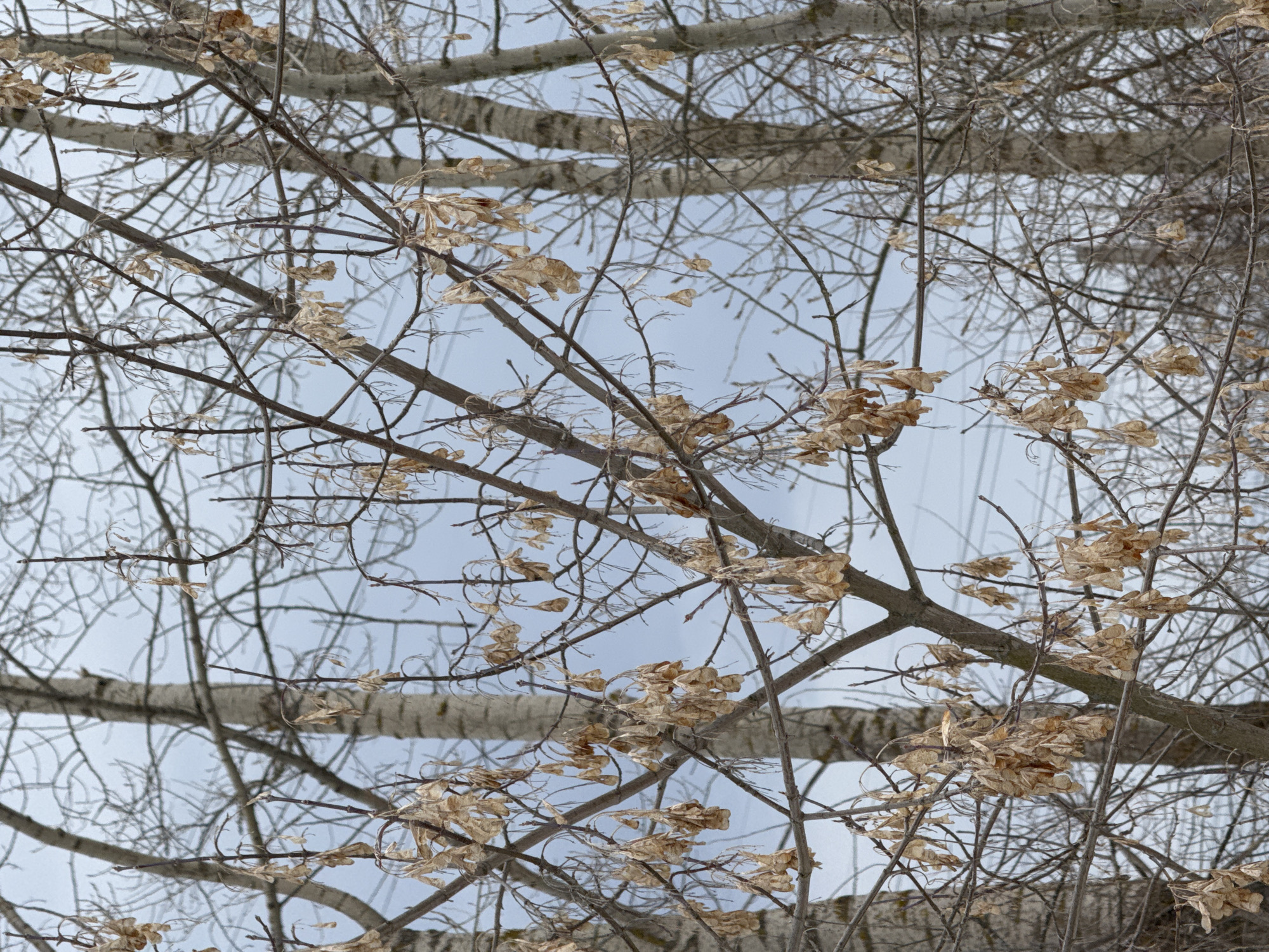 The image depicts tree branches with dried leaves against a pale sky. The location is identified as Chaikovsky, Russia. The scene shows dormant trees during what appears to be a winter or late autumn season. The branches are bare except for the persistent dried leaves that cling to them. The tree trunks are visible behind the branches, revealing a grey, somewhat mottled bark.