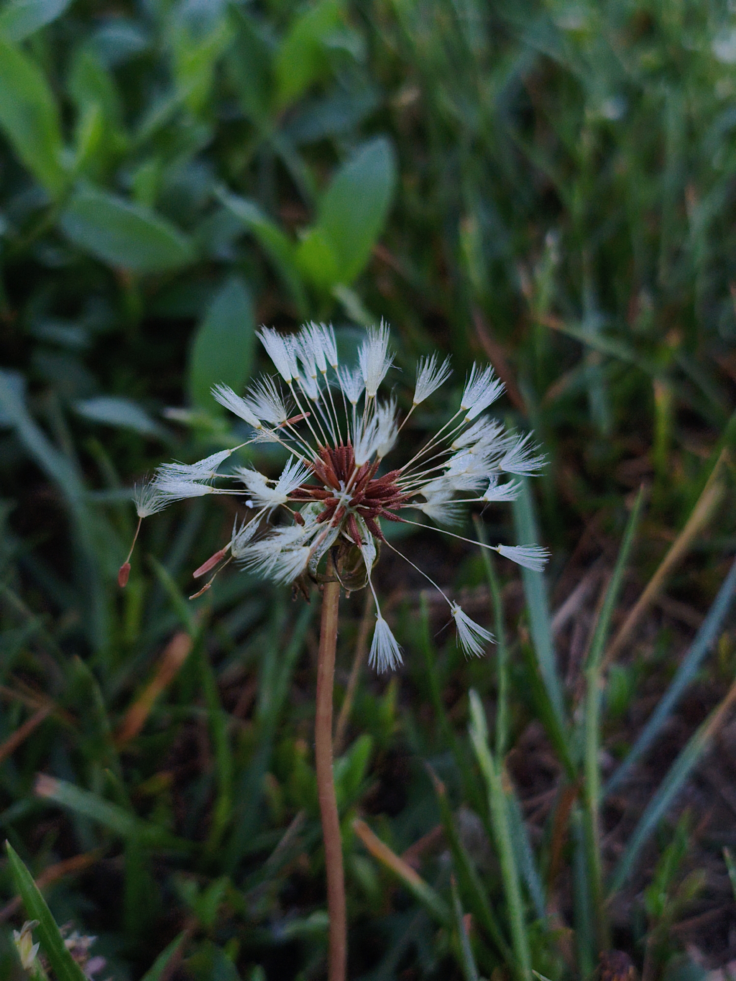 A close-up, low-angle shot captures a dandelion gone to seed against a blurred background of green grass and brown earth. The dandelion's fluffy white seed heads are partially dispersed, with some individual seeds detached and hanging by fine threads. Dewdrops glisten on the remaining seed structure. The stem of the dandelion is visible, a reddish-brown stalk rising from the earth. The overall impression is one of natural decay and the cycle of life, set in a rural or park-like environment, possibly in or near Ustyvytsia, Ukraine. There are no people or animals present in the image.