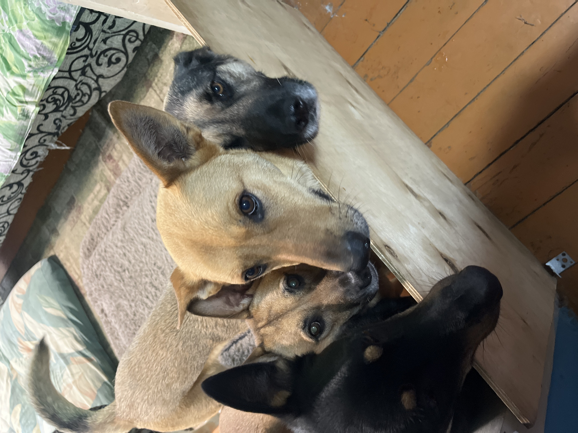 Four dogs are gathered around the edge of a light-colored wooden structure, their heads peeking over the top. From left to right, the first dog is mostly black with some tan markings around its eyes and muzzle. The second dog is light brown with amber eyes. The third dog is a similar light brown color, with its head angled slightly lower than the others. The fourth dog on the right has a black and tan face with brown eyes. The dogs appear to be looking towards the viewer. In the background, a patterned blanket or bedding is visible, as well as a textured rug. The floor appears to be made of wooden planks. The scene is indoors. The location is not specified in Nizhny Tagil, Russia, or any other city.