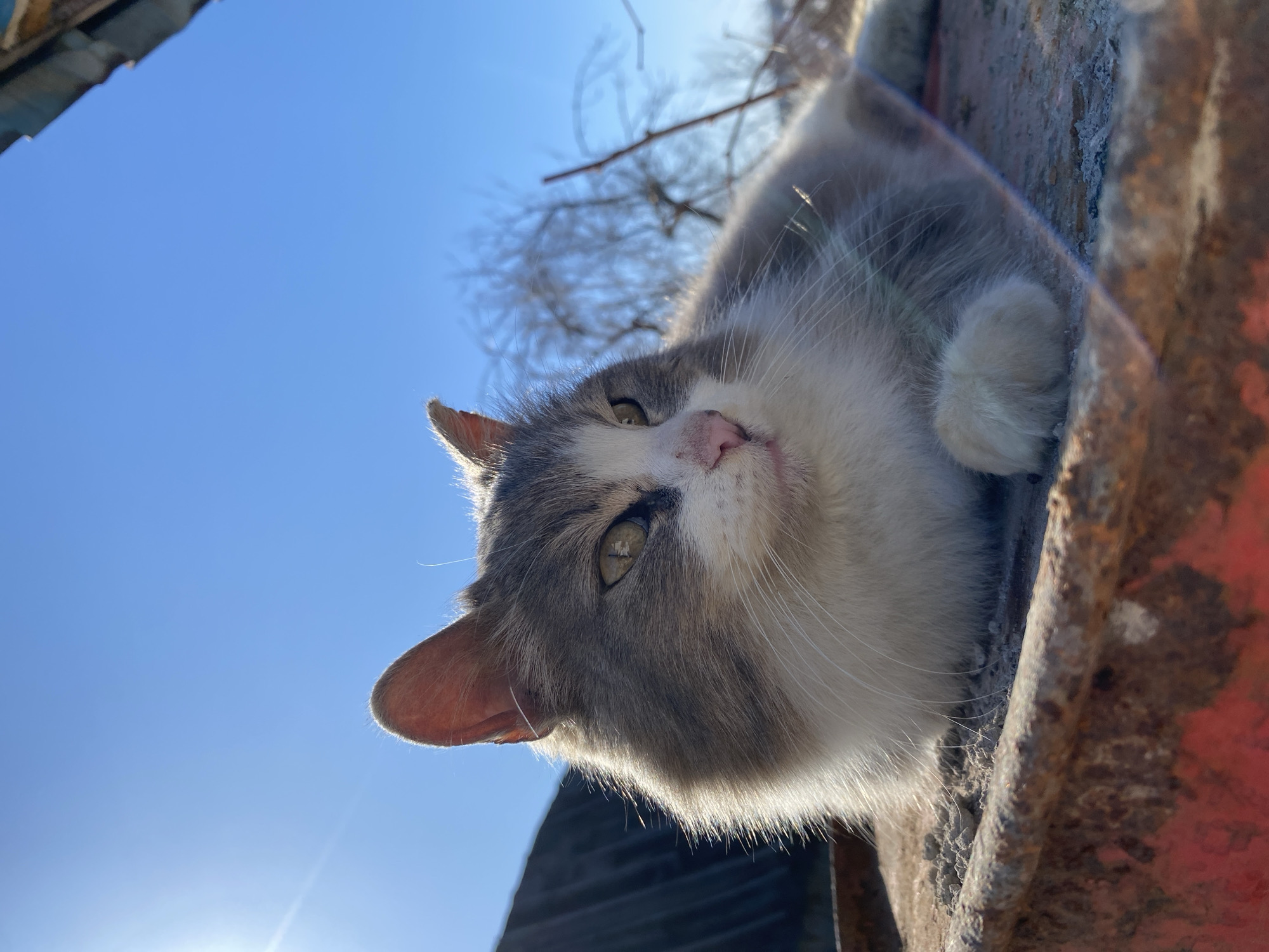 A close-up, low-angle shot shows a gray and white cat lying down, with a clear blue sky visible in the background. The cat has yellow eyes and a pink nose. The cat is resting on a rusted, possibly metallic, surface. Bare tree branches are also visible in the background. The location is Сосново, Russia.