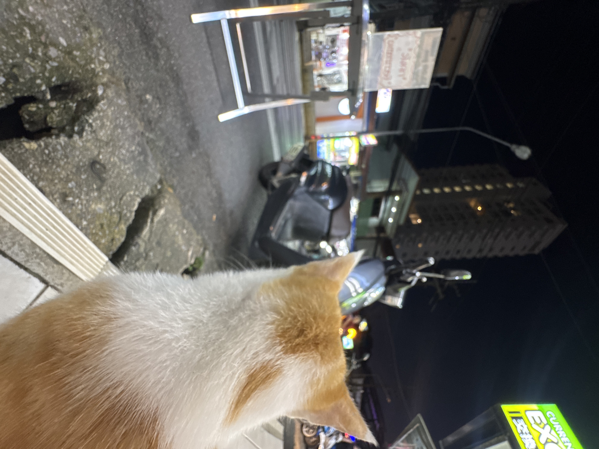 In Karon, Thailand, at night, an orange and white cat is viewed from behind, facing away from the camera and towards a street scene. In the foreground, a portion of the cat's back and ears is visible. The background reveals a street with a motorcycle parked on the right, and a tall building in the distance. A sign with bright neon lettering that reads "CURRENCY EXCHANGE" is also visible. The scene is illuminated by streetlights and the glow of the signs, creating a nocturnal urban atmosphere.