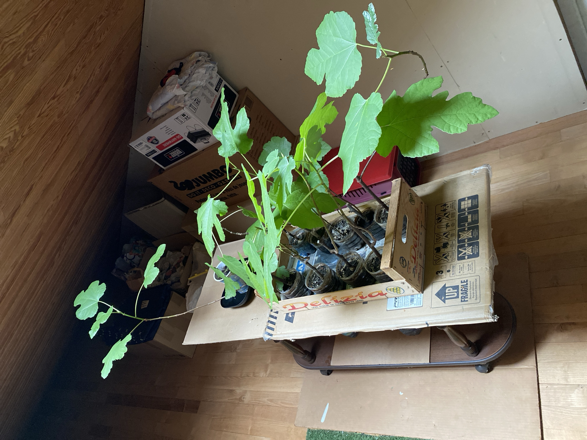 This image, captured in Courpière, France, presents an indoor scene featuring several young fig plants. The image itself appears to be rotated 90 degrees clockwise. When viewed upright, it shows light brown wooden floorboards, with light-colored walls in the background.
The central subjects are a collection of fig plants, easily identifiable by their large, lobed green leaves. These plants are potted in numerous small containers, which are arranged inside a cardboard box. This box bears the text "Delizia" and "UVA ITALIA DI CANICATTI'", suggesting a brand or origin related to Italian grapes, despite containing fig plants. This plant-filled box sits on a larger, flat piece of cardboard. This cardboard, in turn, covers a small, dark brown wooden table with ornate legs and caster wheels, which are partially visible underneath. The larger cardboard piece includes a "FRAGILE" sticker, an "UP" arrow, and text in multiple languages: "Electronic Equipment / Equipo electrónico / Équipement électronique".
To the left of the table, a stack of various cardboard boxes is visible. One box is labeled "JUMBO" and "DO IT-DECO GAR", while another higher in the stack shows "WEBER" and "GO-ANYWHERE," possibly packaging for a barbecue grill. Some crumpled white material and part of a red object are also visible among these stacked items.
The scene depicts a storage or temporary holding area, likely for plant propagation or staging before planting. The room appears to be lit by natural daylight. There are no people present, and no specific activity is actively taking place; it is a static display of plants and storage items.