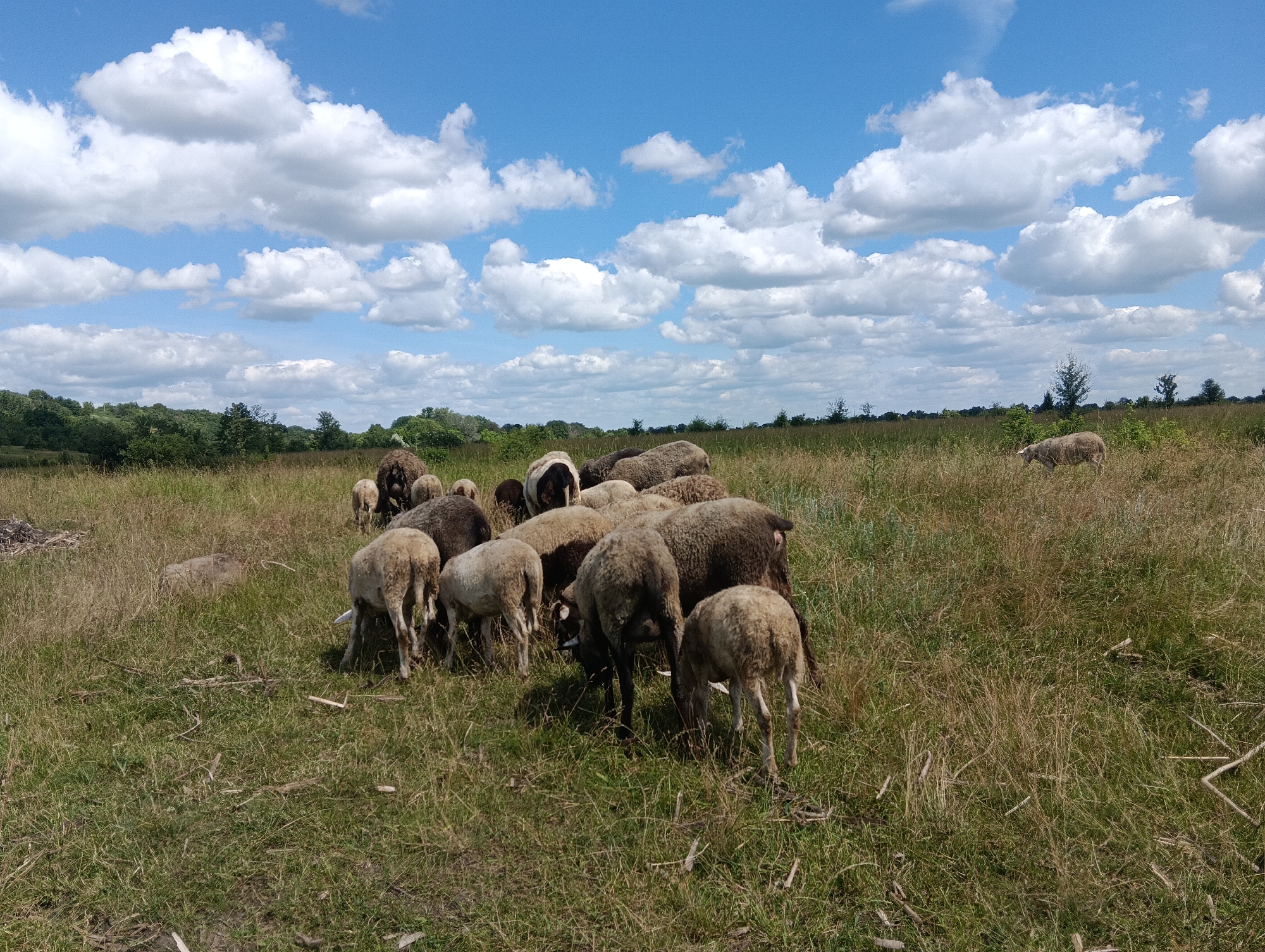 A flock of sheep grazes in a grassy field under a cloudy blue sky. The sheep, varying in color from white to dark brown, are clustered together in the center of the frame, with some individuals foraging for grass and others standing or walking. The field is covered in dry, yellowed grass and some patches of green, with scattered dry twigs and branches on the ground. In the background, a line of trees and bushes forms a dark green horizon, with a few scattered trees in the distance. A single white sheep is visible in the far right of the frame, grazing alone. The scene appears to be in a rural or undeveloped area, with no buildings or urban structures visible.