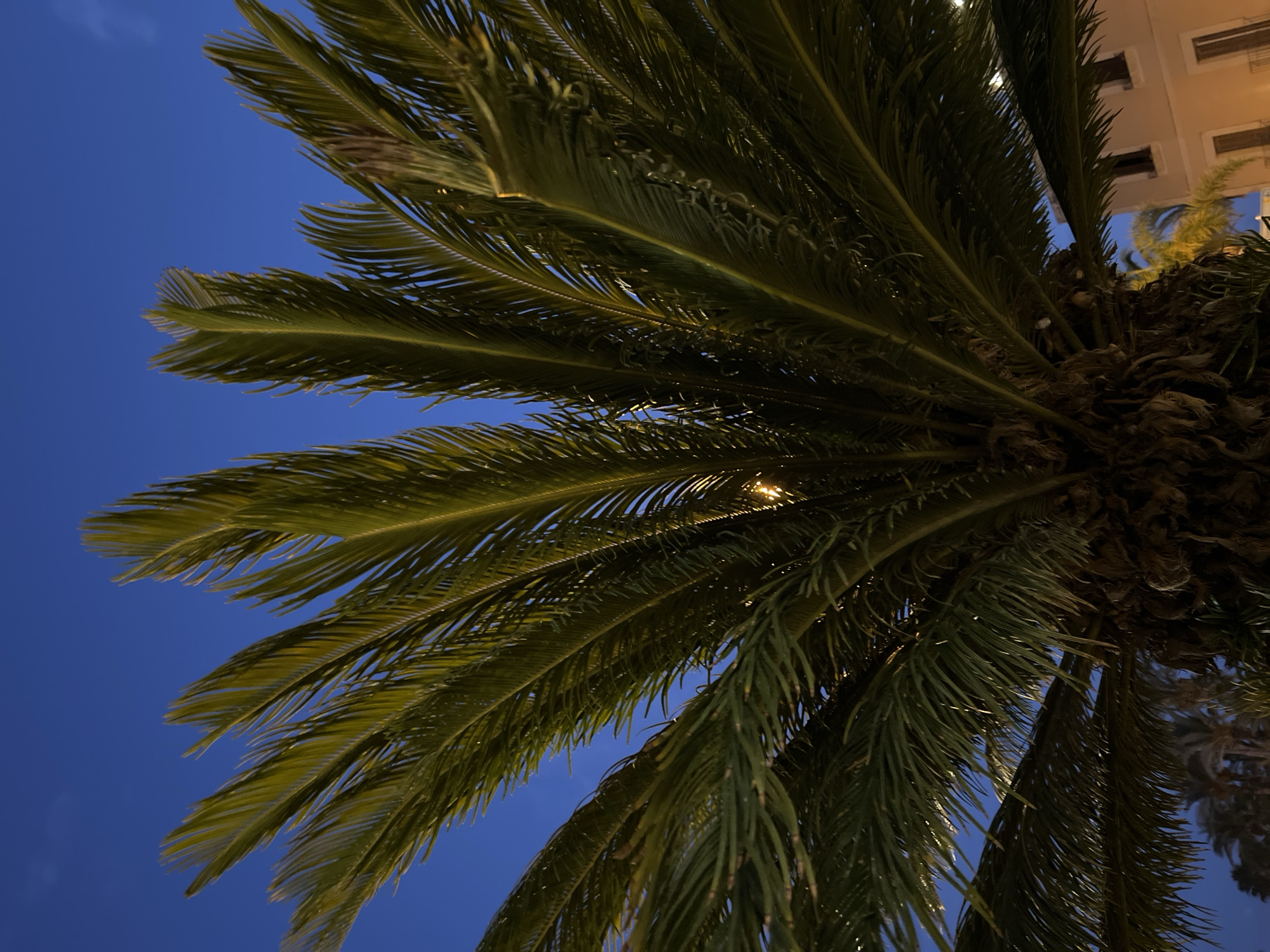 A close-up, low-angle shot captures the fronds of a palm tree against a deep blue dusk sky. The palm's dark, rough trunk is visible at the bottom center, with long, green fronds fanning out towards the top of the frame. Some fronds are illuminated by a hidden light source, creating a yellow glow. In the background, a pale building with dark-windowed rectangular openings and balconies is visible, along with other palm trees silhouetted against the sky, suggesting a coastal or resort setting. The scene is devoid of any people or specific actions. The lighting suggests it is either early morning or late evening. The location appears to be in Salou, Spain, given the presence of palm trees and Mediterranean-style architecture.