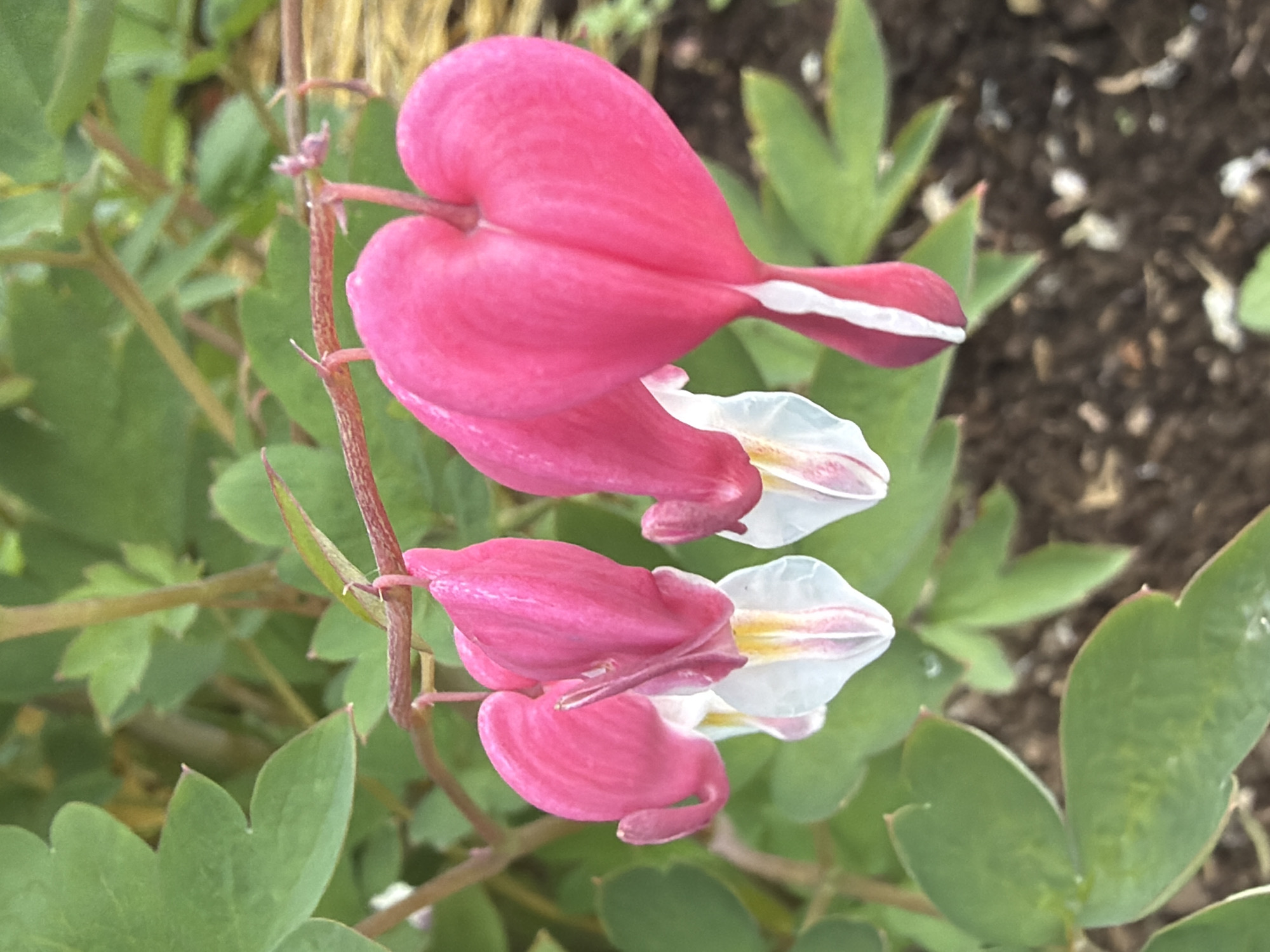 This is a close-up, eye-level, outdoor photograph of two bleeding heart flowers. The flowers are pink and heart-shaped with white tips. They are hanging from a thin, reddish-brown stem. The background is blurred, showing green leaves and dark soil. The image has been taken with a shallow depth of field, focusing on the flowers. The lighting appears to be natural daylight. There are no people or animals visible in the image.