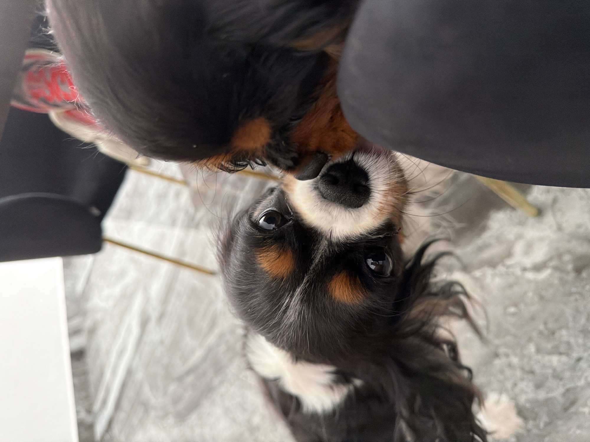 A close-up, low-angle shot depicts a Cavalier King Charles Spaniel. The dog is black, white, and tan, with its face centered in the frame. It appears to be looking directly at the camera with its dark eyes. The dog's nose is black, and the surrounding fur is white. A dark object, possibly clothing or furniture, is in the upper right corner, partially obscuring the dog. The background is a blurred, light gray surface, possibly a rug or blanket. The location is not discernible from the image.