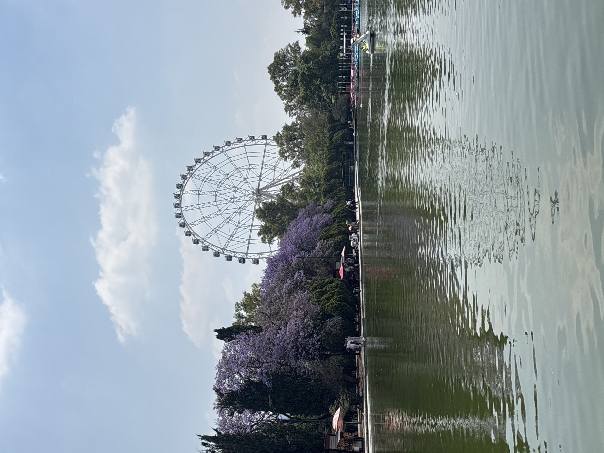 The image shows a view of Lago Mayor, a lake located in Chapultepec Park in Mexico City, Mexico. On the left side of the frame is a large Ferris wheel, which is part of the Feria de Chapultepec Magico amusement park. The Ferris wheel is white and stands tall against a partly cloudy sky. In the foreground, along the lake's edge, are trees with vibrant purple blossoms, likely jacaranda trees, indicating that it may be spring. There are also glimpses of people and small structures or stands near the trees. The lake occupies the right half of the image, with reflections of the Ferris wheel, trees, and sky rippling across its surface. The water appears to be a greenish-grey color. Further along the water, there are boats lined up.