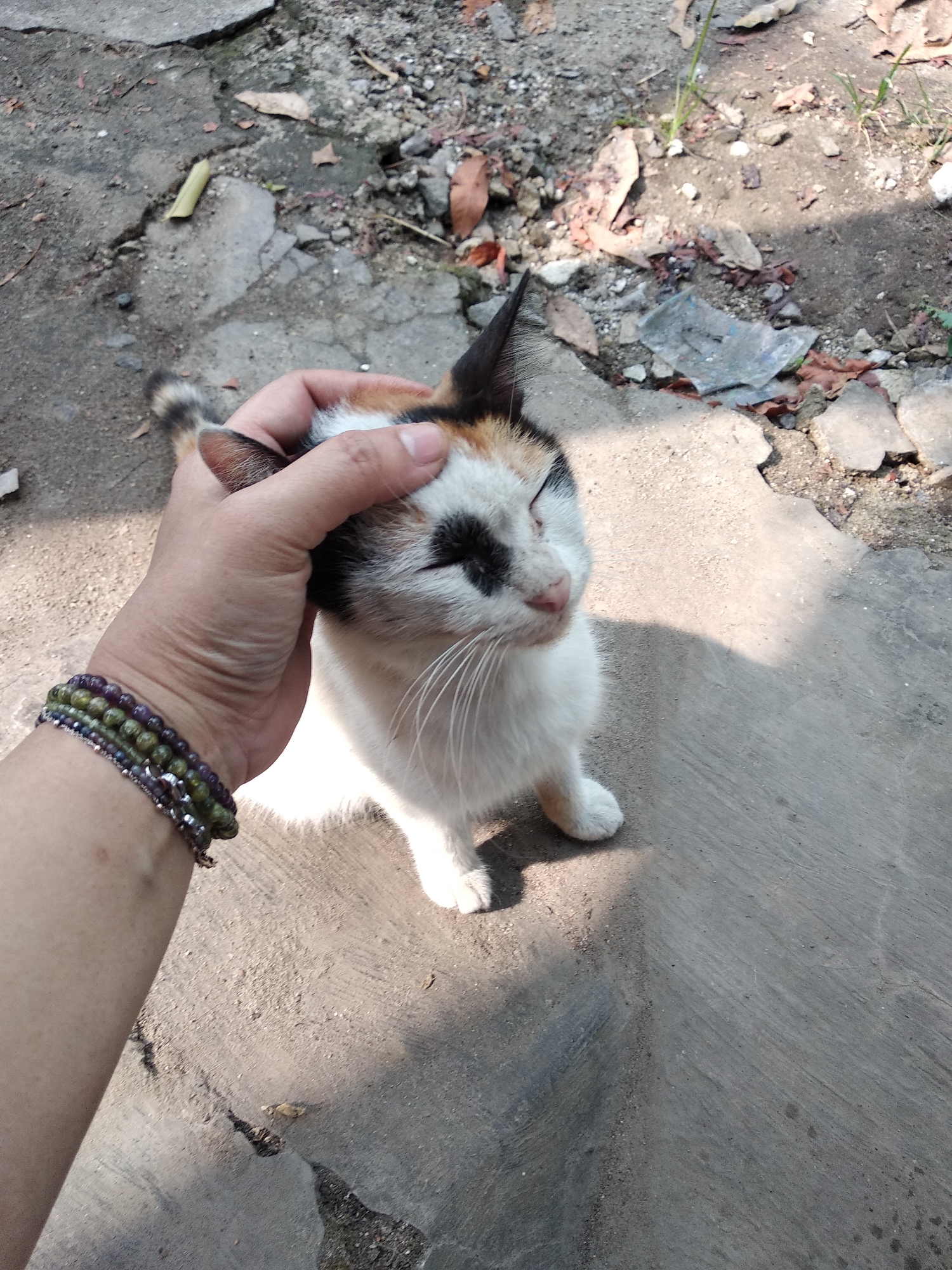 A close-up, outdoor, eye-level shot shows a person's hand petting a calico cat on a cracked concrete surface with scattered debris. The hand, adorned with a beaded bracelet, gently strokes the cat's head. The cat, predominantly white with patches of black and orange, has its eyes closed, appearing to enjoy the interaction. The background consists of dry, cracked concrete, interspersed with small rocks, dried leaves, and bits of litter, suggestive of an urban outdoor environment. The lighting indicates it is daytime, with strong shadows cast across the scene. The location is identified as Balaraja, Indonesia.