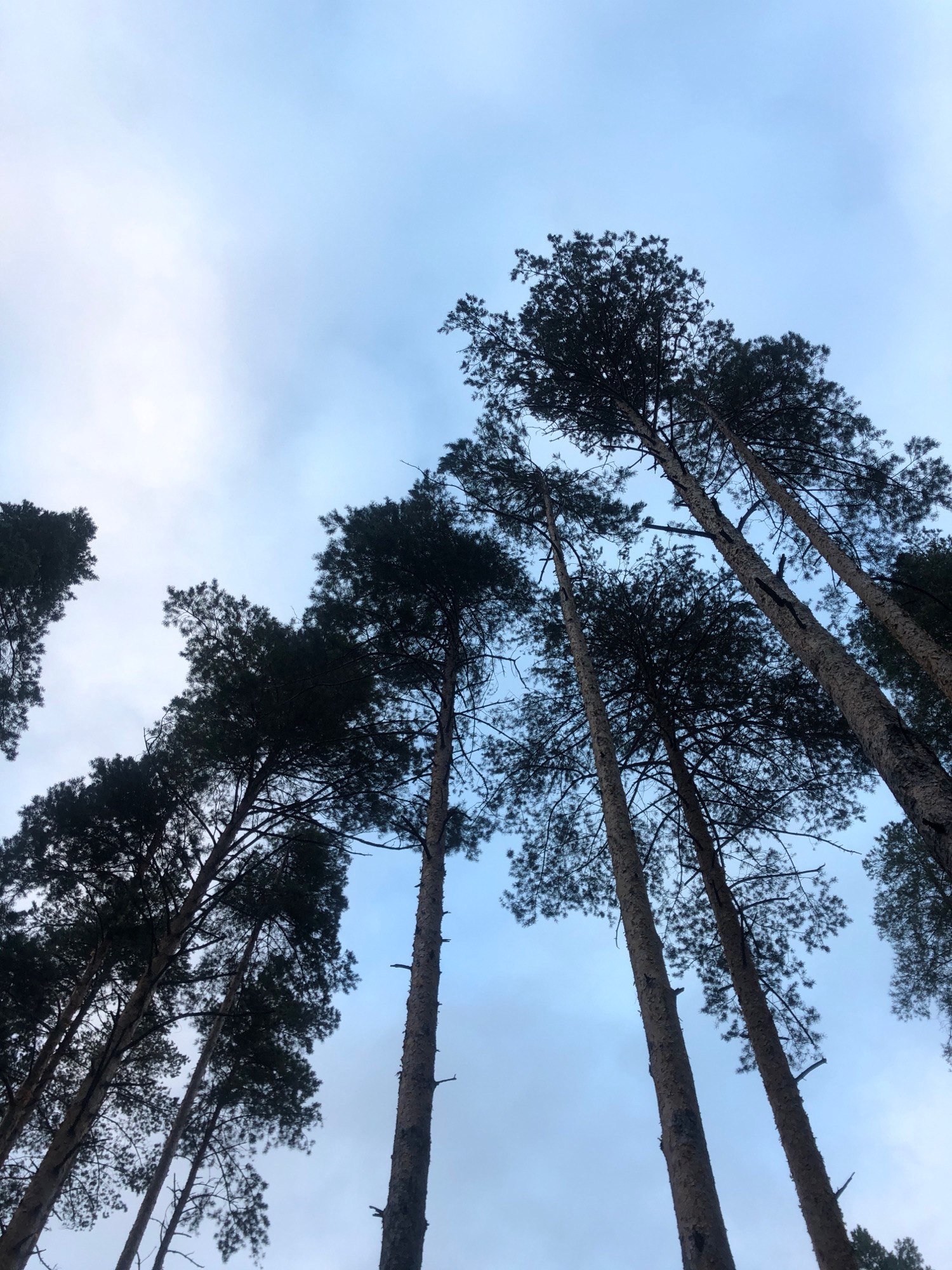 The image shows a low-angle view looking up at tall pine trees against a cloudy blue sky. The trees are dark silhouettes against the sky, with their branches and needles clearly visible. Some of the trees are leaning at sharp angles, creating a dynamic composition. The sky is mostly overcast with some brighter patches, suggesting diffused light. The overall impression is one of looking up through a dense forest canopy towards the sky. The image does not contain any people, objects, or actions that would indicate a specific location within Arfa, Russia, or any other city.