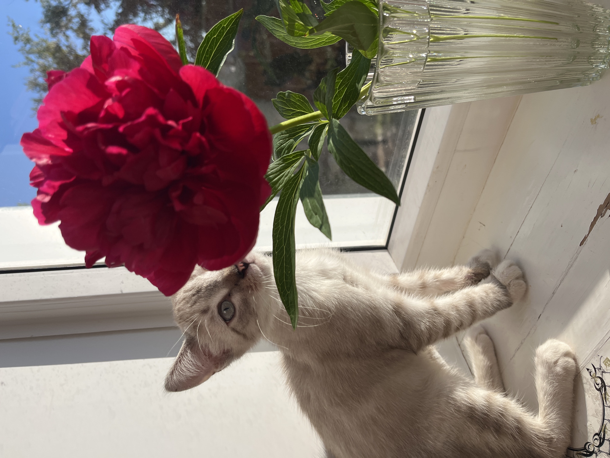 A light-colored kitten with tabby markings sits on a windowsill next to a vibrant pink peony in a glass vase. The kitten is looking up at the flower, with its nose just inches away. The sun is shining through the window, casting a warm glow on the scene. The windowsill is white and appears to be made of wood. The background shows a blurry view of trees and the sky.