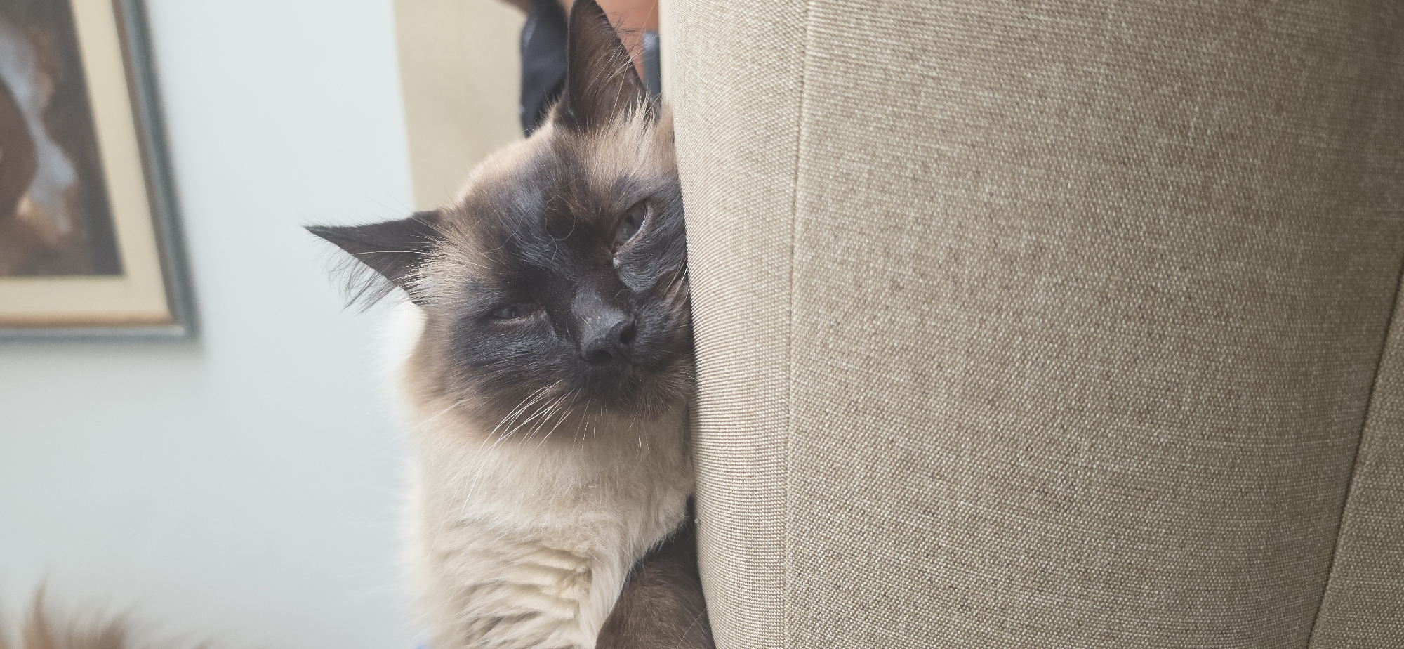 A close-up, head-on shot captures a Siamese cat lying on a textured, beige sofa. The cat's face is partially obscured as it rests on its side, with its head turned towards the viewer. The cat has characteristic Siamese coloring, with a darker face and ears, and lighter fur on its body. Its eyes are partially closed, suggesting it is drowsy or sleeping. The background is blurred, but a framed picture can be seen on the wall behind the cat. The sofa's fabric exhibits a visible weave pattern.