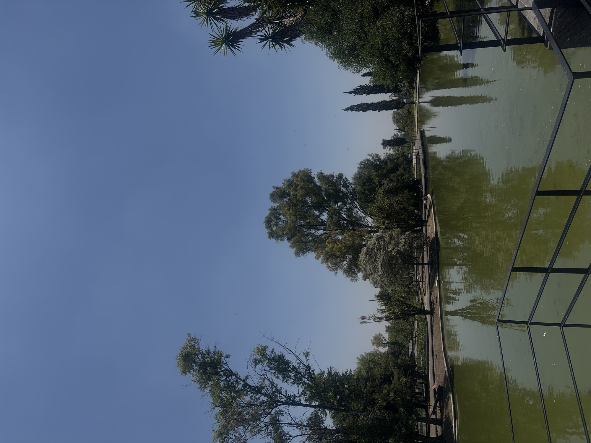 The image captures a serene outdoor scene, likely a park or botanical garden in Mexico City, Mexico. The composition is divided between a clear blue sky on the left and a tranquil body of water on the right, separated by lush greenery.
The sky is a bright, unblemished blue, indicating clear weather and daytime. Against this backdrop, several trees are visible. In the upper left, spiky, palm-like leaves extend into the frame, possibly from a Yucca tree. Towards the bottom left, the bare branches and green foliage of a large tree are prominent. On the right side of the image, lining the banks of the water, are various trees including tall, slender, cypress-like evergreens and other broad-leafed deciduous trees.
The water body, likely a pond or lake, appears calm with a greenish hue, reflecting the surrounding trees and the sky above. A paved or dirt path runs along the edge of the water, suggesting a walkway for visitors. On the far right, a dark, geometric metal railing or structure, possibly part of a bridge or viewing platform, extends into the frame, its angular lines contrasting with the natural elements. Its reflection is also visible on the water's surface.
No people are visible, and there are no discernible activities taking place, contributing to the peaceful atmosphere of the scene. The overall impression is one of natural beauty and tranquility under a clear, bright sky. There is no visible text in the image.