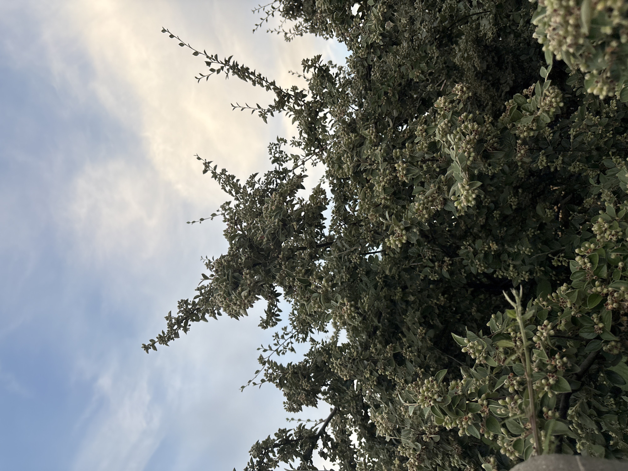 A low-angle, medium shot captures a dense, leafy shrub with numerous small, light green buds against a pale blue sky with scattered wispy clouds. The shrub fills the majority of the frame, with its branches reaching upwards. In the lower left corner, a portion of a grey, rough-textured wall is visible. The image does not contain any people or indicate a specific location within Chelmsford, United Kingdom.