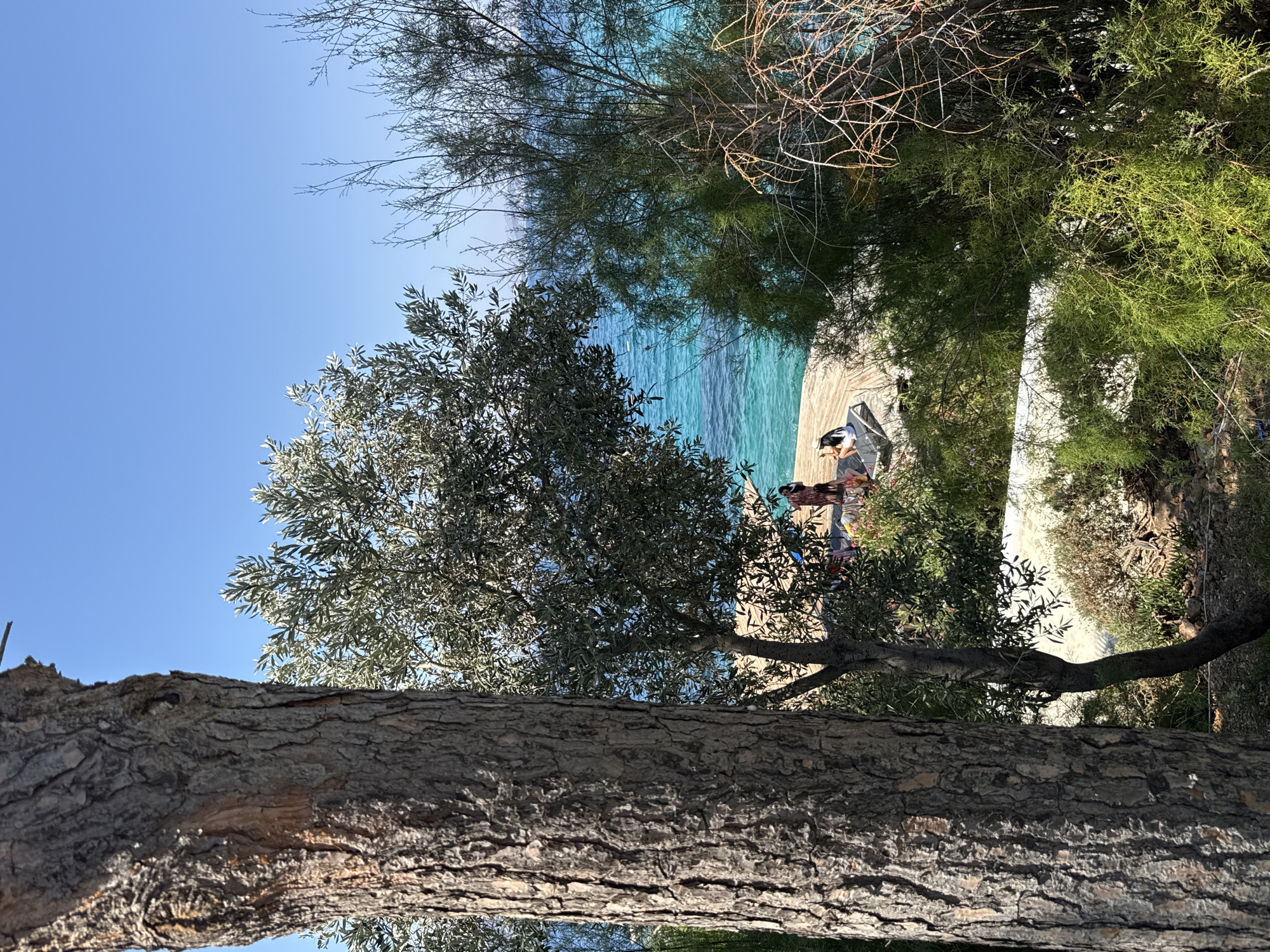 A low-angle, full outdoor shot captures a sunlit scene with a body of water and vegetation. In the foreground, a large tree trunk with rough, brown bark dominates the left side of the frame. To the right, an olive tree with silvery-green leaves and a slender trunk is visible. Beyond the olive tree, a wooden deck extends towards a bright turquoise sea. Several people are scattered on the deck, some sitting in lounge chairs, one wearing a straw hat. The sea is calm and clear, with gentle waves lapping the shore. The background is a clear, bright blue sky. The environment suggests a warm, Mediterranean climate, possibly in a coastal area like Bodrum, Turkey, known for its scenic beaches and vegetation.