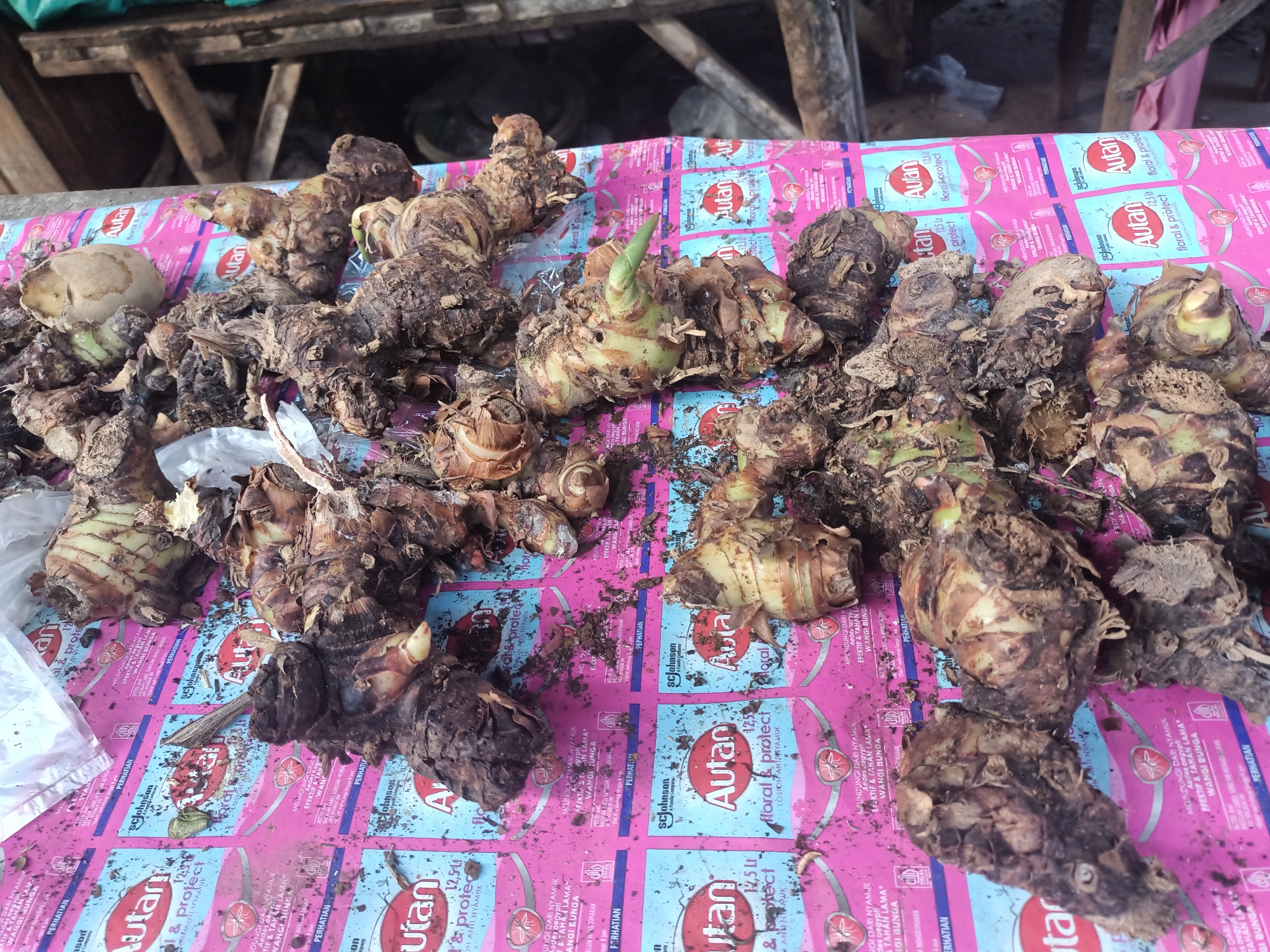 A high-angle medium shot shows a pile of harvested rhizomes, likely galangal or ginger, spread across a pink and blue patterned surface, possibly a disposable tablecloth. The rhizomes are a mix of light brown and dark brown, with some showing signs of recent harvest with attached roots and soil. Several have green shoots emerging from them. The patterned surface features repetitive branding for "Autan" and "S.C. Johnson & Son," indicating a commercial setting, possibly a market stall or roadside vendor in Badas, Indonesia. In the background, out of focus, are wooden structures, suggesting an outdoor or open-air environment. There are no people visible in the image.