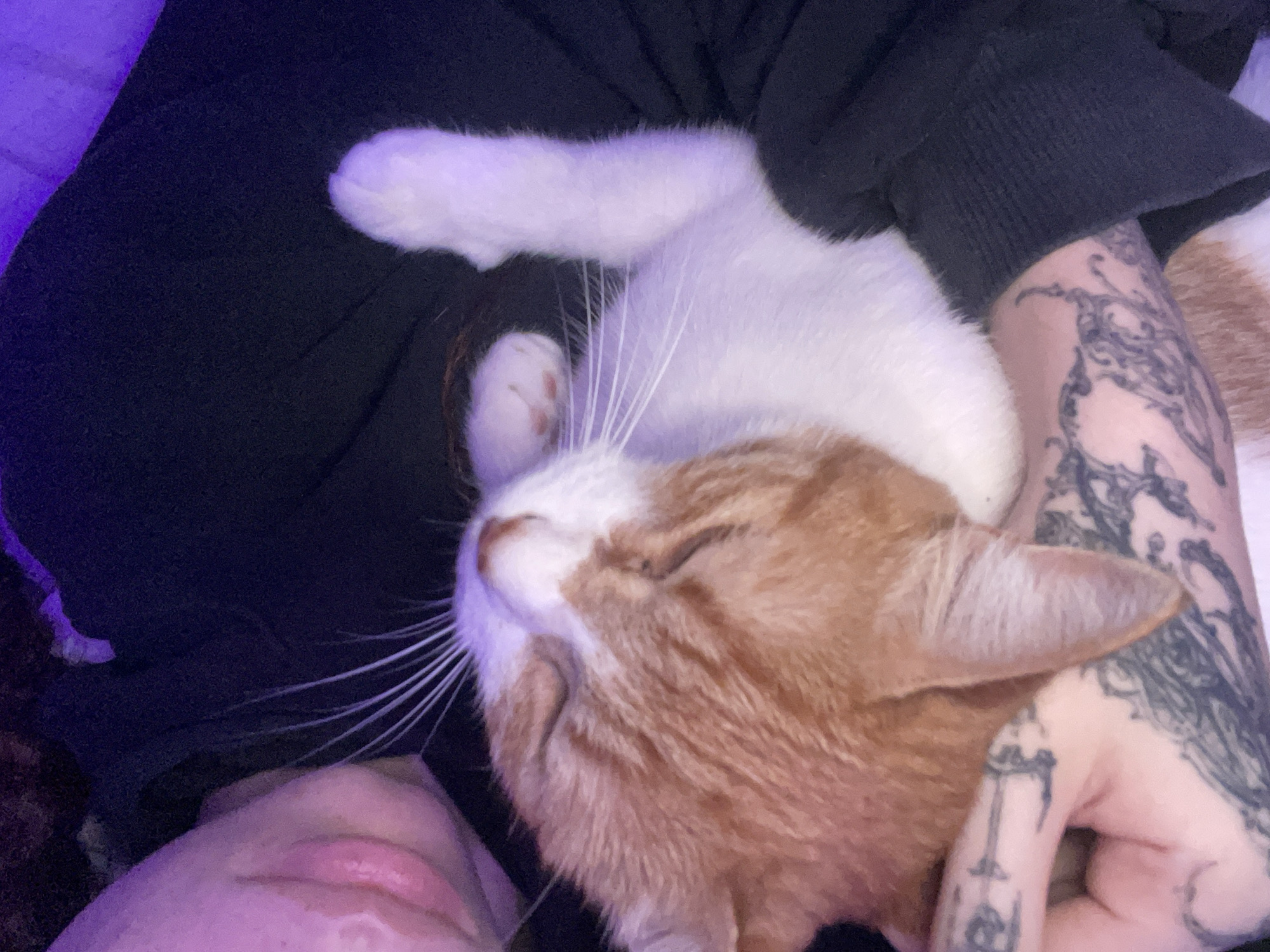 A close-up image shows a person holding a cat. The cat is orange and white, sleeping with its eyes closed. The person has tattoos on their arm and hand. The background includes black clothing and a purple light source. The location is not discernible from the image.