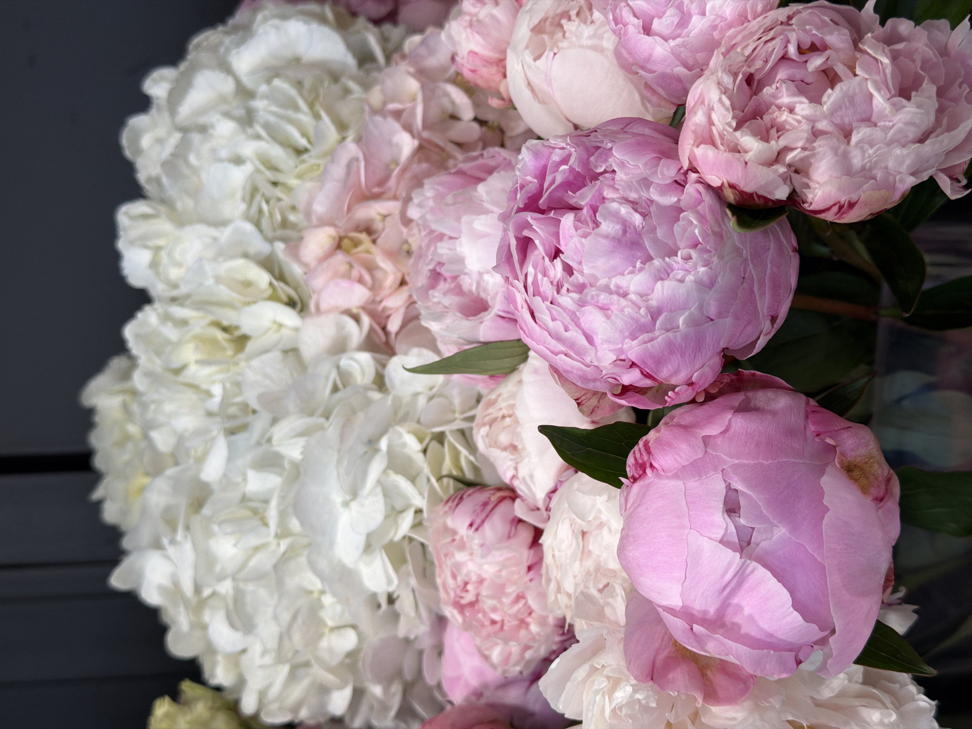 This is a close-up, vertical shot of a large bouquet of flowers. The bouquet is composed of two main types of flowers: white hydrangeas on the left side of the frame and various shades of pink peonies filling the right side. The hydrangeas are tightly packed, with many small, delicate florets creating a fluffy texture. The peonies are larger and more prominent, with ruffled petals in shades of light pink, medium pink, and some with hints of deeper magenta striations. Some of the peonies are fully bloomed, revealing their intricate layers, while others are still in bud form. A few dark green leaves are interspersed among the flowers, adding contrast. The background is a dark, out-of-focus area that provides a neutral backdrop, making the vibrant colors of the flowers stand out. The lighting appears to be soft, highlighting the textures and forms of the petals. There is no visible text in the image. The scene suggests a floral arrangement, possibly for decoration or a gift, with the focus being solely on the beauty and variety of the blossoms.