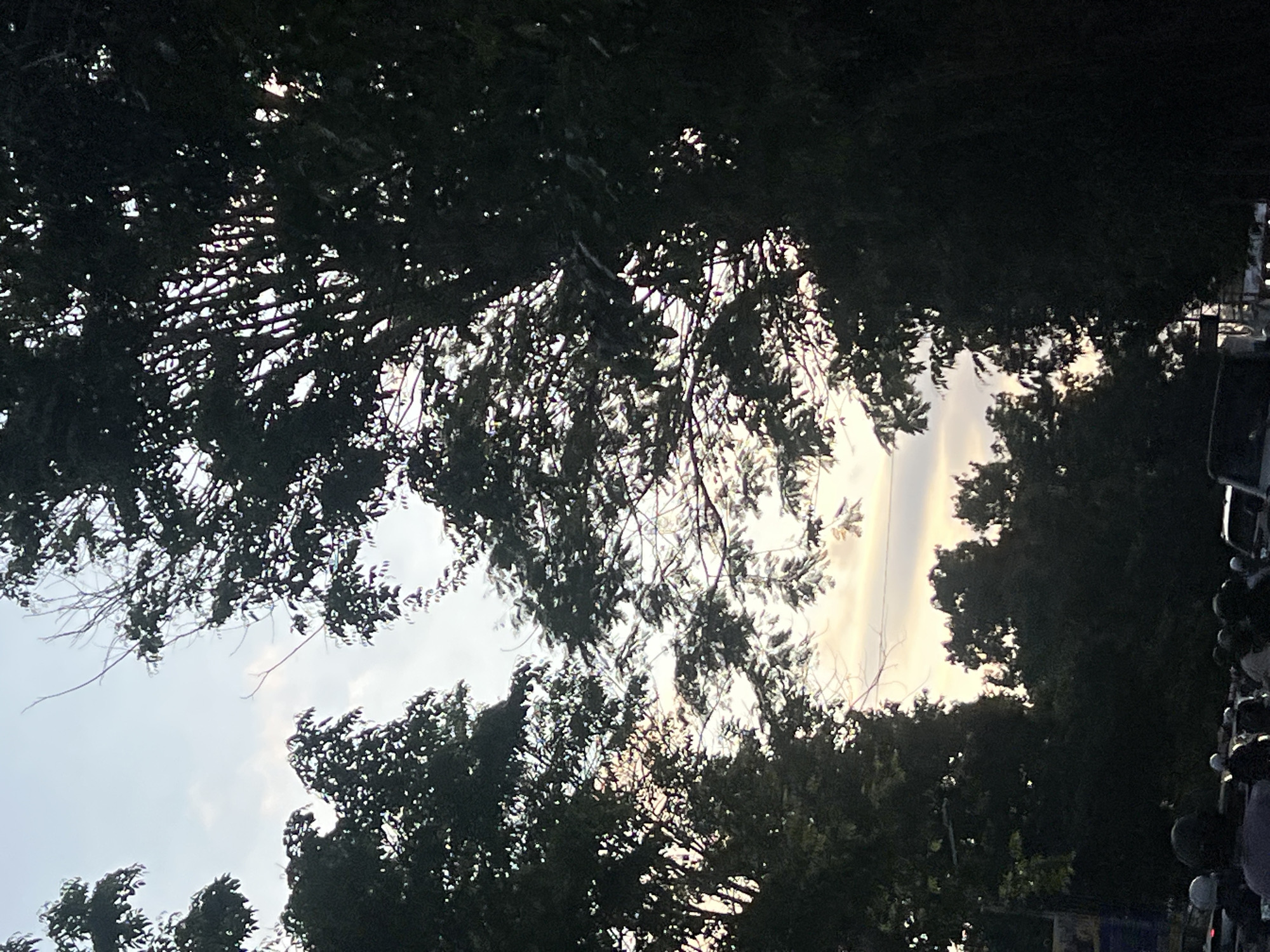 The image captures a street scene in Denpasar, Indonesia, at dusk. Silhouetted trees dominate the foreground and midground, their dense foliage obscuring much of the view. Through the gaps in the leaves, a soft, dusky sky with hints of orange and pink is visible, suggesting the sun is setting or has recently set. The sky is partly cloudy.
In the lower portion of the image, a crowd of people is gathered, mostly seen from behind. Many appear to be wearing helmets, indicating they might be motorcyclists or are preparing to ride. Several vehicles, including cars and possibly motorcycles, are present in the scene, some partially obscured by the people and trees. The overall atmosphere is muted, with the dark silhouettes creating a sense of depth and mystery. The lighting suggests it is either early morning or late evening.