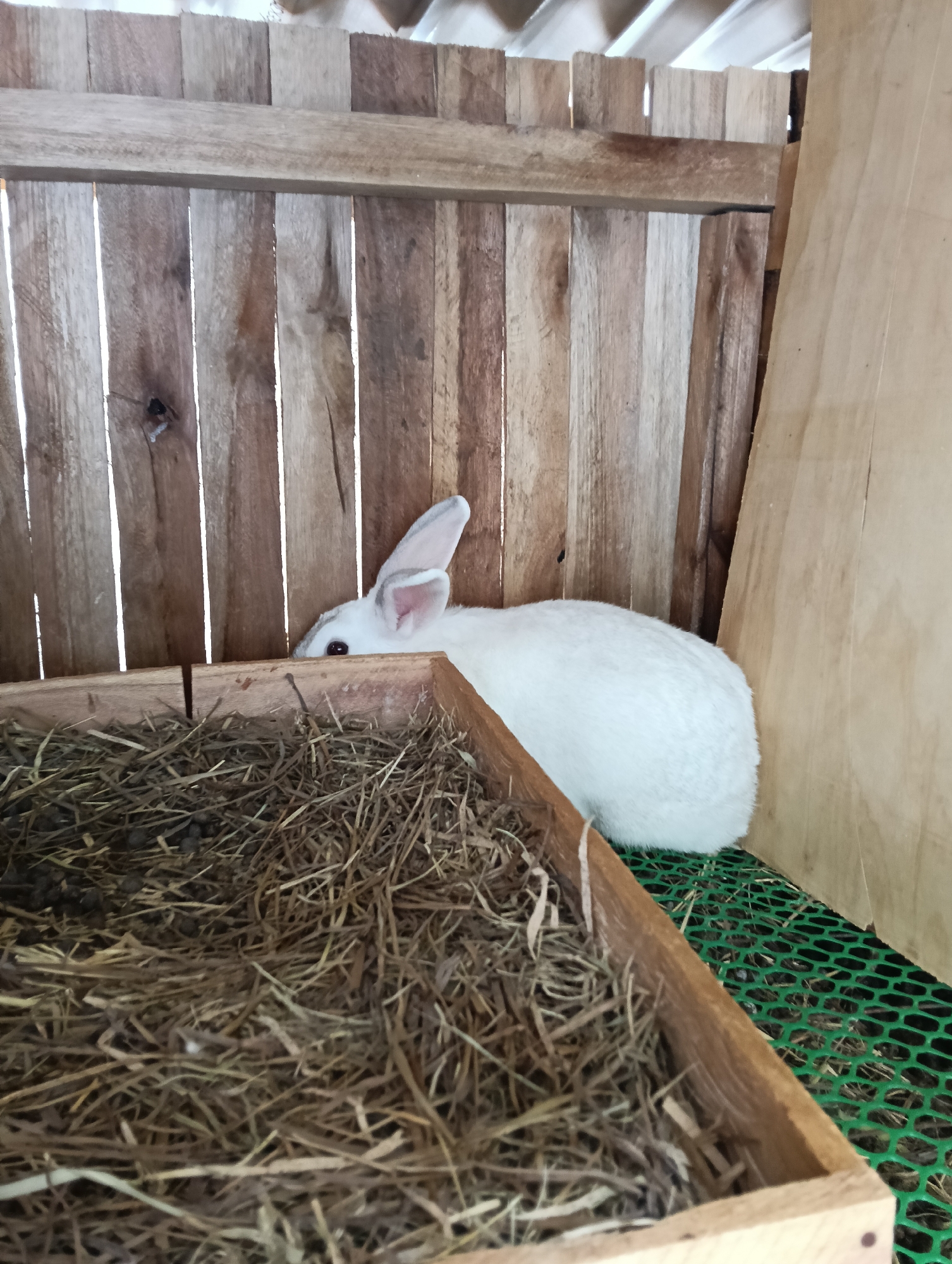 A white rabbit with pink eyes is partially visible, peeking from behind a wooden structure in a rabbit hutch. The rabbit is situated on a green mesh floor and next to a wooden feeder filled with hay. The hutch is constructed from wooden planks. The scene is set in the city of Olkeri ward, Kenya.