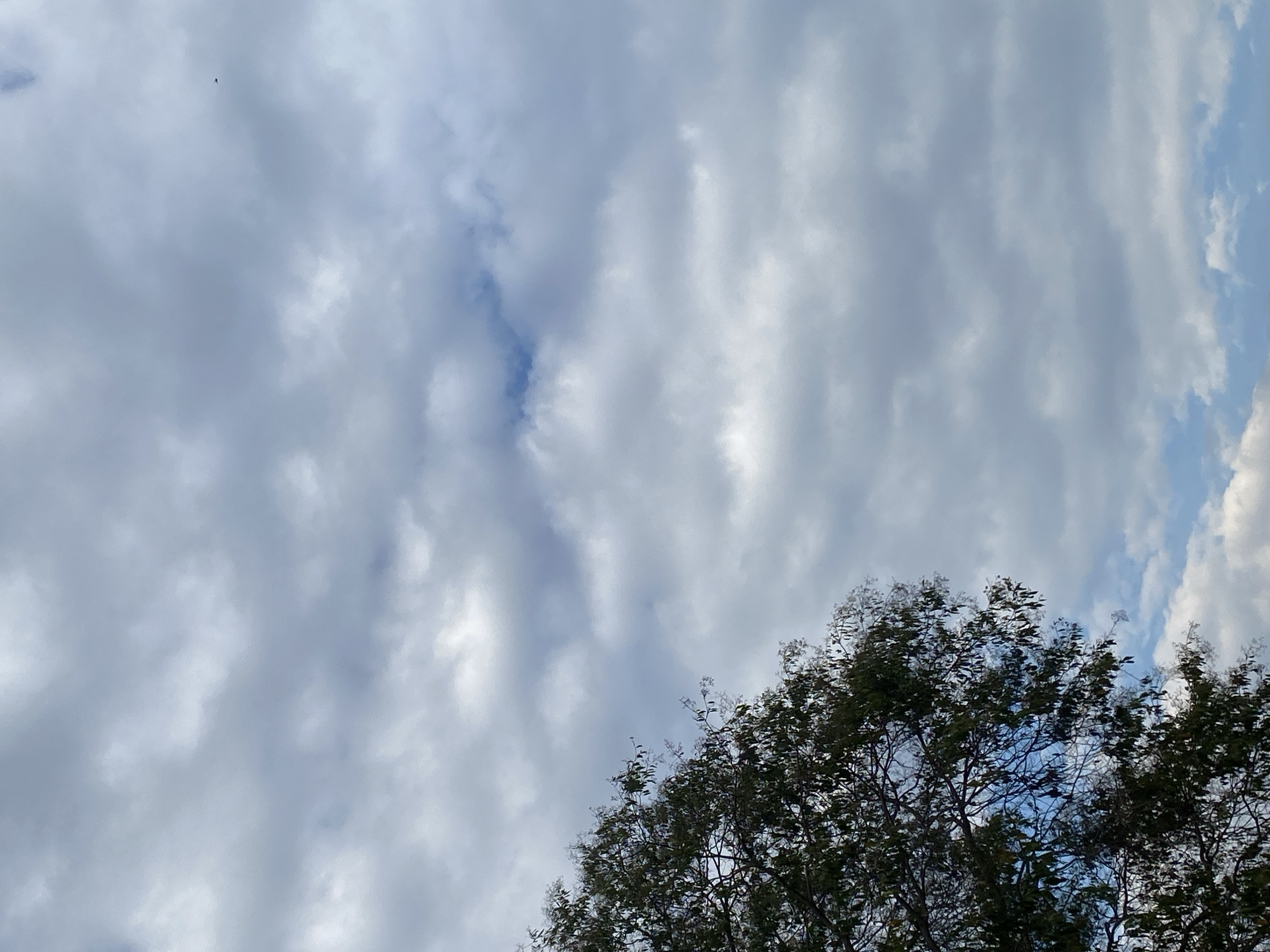 The image shows a view upwards into a sky filled with predominantly grey and white clouds. A small patch of blue sky is visible in the center-left and right of the image. In the bottom right corner is the top of a tree with dense green foliage. A small dark bird is visible at the top left. The location is Tinaquillo, Venezuela. No people are visible.