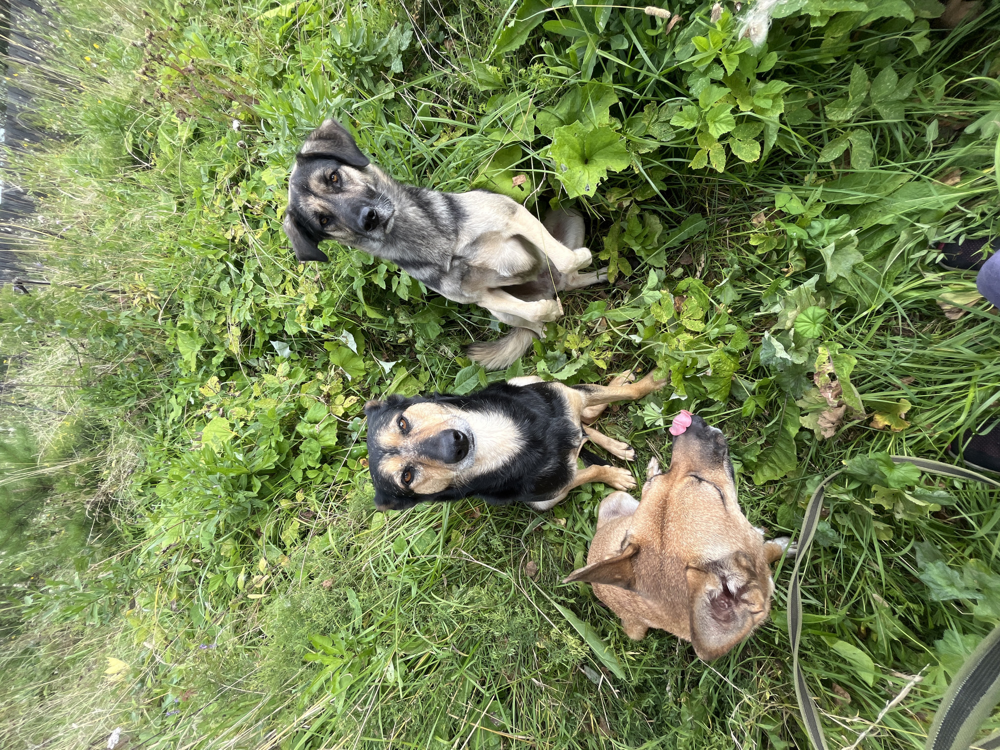 Three dogs are resting on lush green grass in what appears to be a natural outdoor setting, possibly a park or a field, near a wooden fence. The dog in the foreground is lying on its side, with its head resting on the ground and its eyes closed, a pink flower petal visible on its nose. To its left and slightly behind, another dog is sitting upright, looking directly at the camera with a black and tan coat. To the right of the black and tan dog, a third dog, predominantly gray with black markings, is also sitting, tilted slightly, with its head turned towards the camera. The environment is characterized by dense green foliage, tall grasses, and scattered plants, with a hint of a wooden fence in the upper background. The lighting suggests it is daytime, possibly late afternoon. No individuals are present in the image.