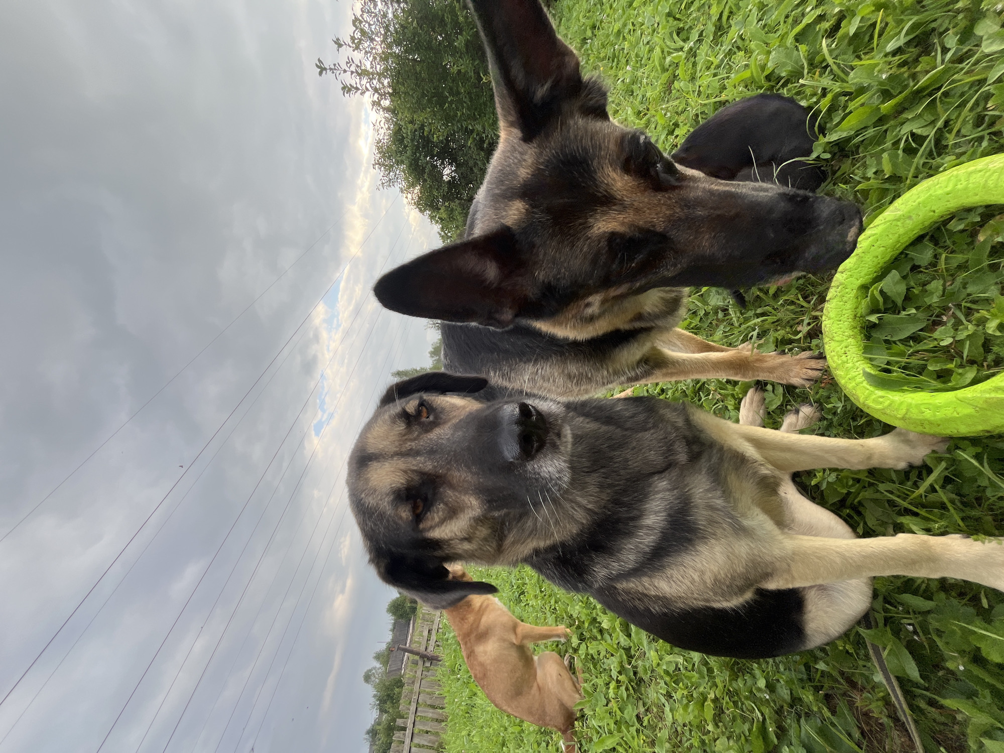 The image depicts an outdoor scene with multiple dogs in a grassy area. In the foreground, a medium-sized dog with tan and black markings is sitting and looking towards the camera with a slightly pensive expression. To its right, another dog, appearing to be a German Shepherd mix, is sniffing the ground near a bright green, circular toy. Further in the background, a reddish-brown dog is visible near a wooden fence. The environment appears to be a rural or suburban setting with a cloudy sky overhead and some trees and vegetation in the background. There are power lines visible stretching across the sky. The location of Nizhny Tagil, Russia, is not discernible from the visual elements in the image.