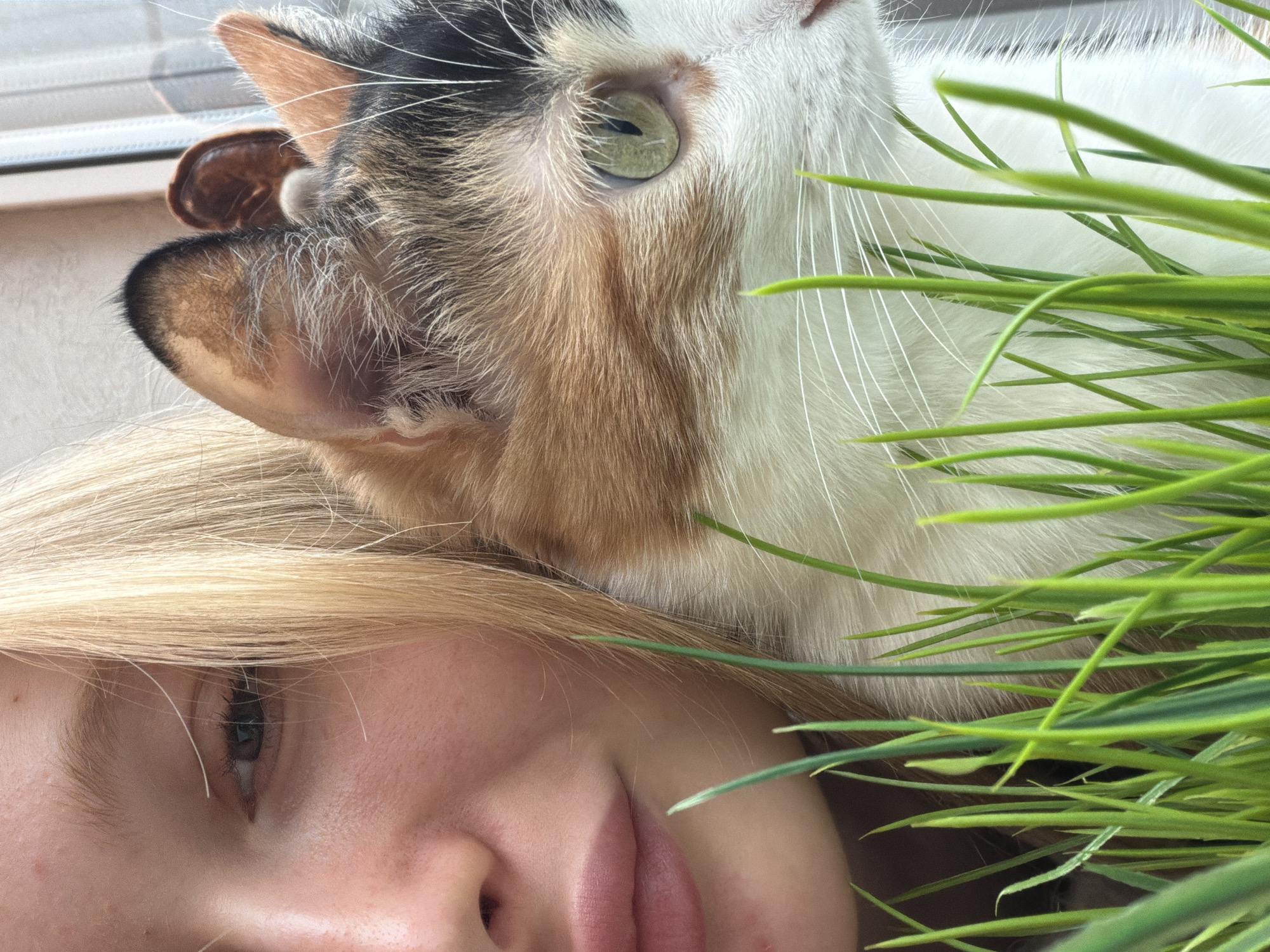 A close-up, eye-level indoor shot captures the left profile of a young female and a calico cat positioned together in the city of Rossiyskiy, Russia. The individual, on the left, displays fair skin, light blonde hair partially obscuring her face, and a visible left eye with a partially closed lid. Her lips are slightly parted. To her right, a calico cat with distinct white, orange, and black fur patches is visible. The cat's light green eye is open and directed towards the right. A cluster of vivid green, blade-like grass occupies the immediate foreground, obscuring the lower facial features of both subjects. The background on the right indicates a window frame, through which natural light enters the scene, illuminating the subjects. The woman and cat are in close proximity, suggesting an interaction or shared moment.