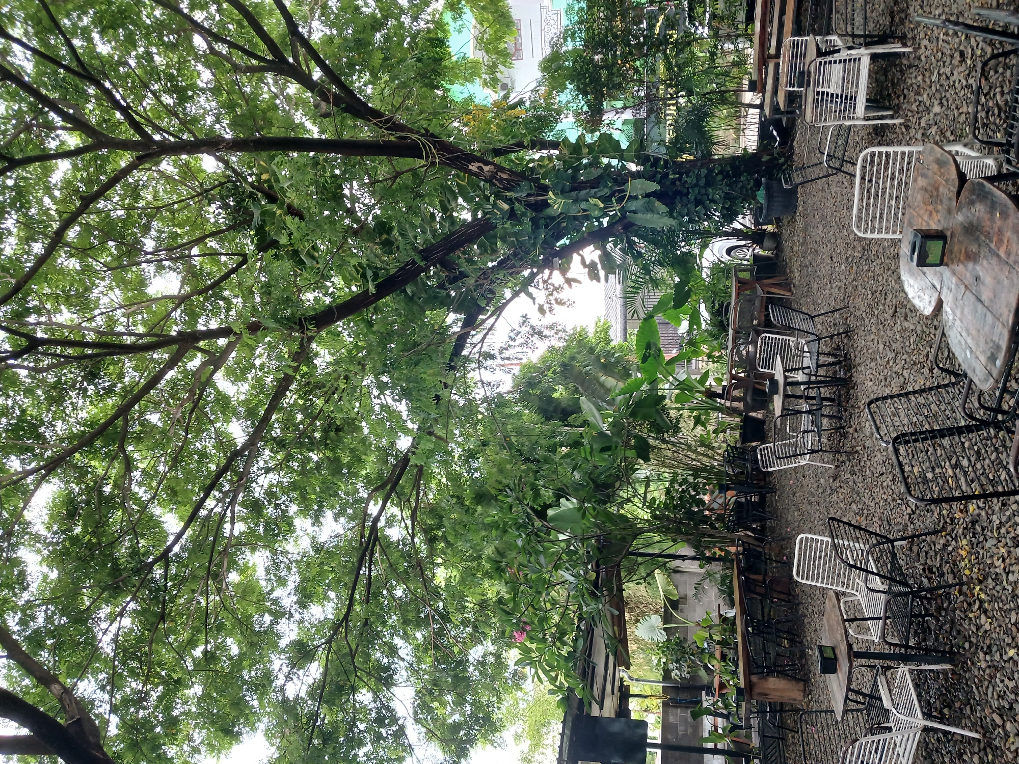 The image depicts an outdoor seating area of a cafe, likely located in Bireuen, Indonesia, as indicated by the presence of tropical vegetation and architectural style. The scene is dominated by a large, mature tree with lush green foliage providing ample shade over the seating area. The ground is covered with small, grey pebbles.
Scattered across the pebble ground are numerous tables and chairs. Many of the chairs are made of metal with a wire or slatted design, in white, black, and a dark metallic color. Several tables are visible, some circular and others rectangular, made of wood with metal legs. On some tables, there are small, dark-colored boxes, possibly napkin dispensers or coasters.
In the background, there are indications of other structures and vegetation. To the left, a covered area with a dark roof supported by poles can be seen, along with some industrial-looking equipment, possibly speakers or lighting. Beyond that, a grey concrete wall is visible. Further back, more dense tropical plants, including large-leafed varieties, are present. A white vehicle is partially visible in the distance, suggesting it's parked or driving past the cafe. To the right, a building with light green walls and windows can be seen, along with more greenery. The overall atmosphere is casual and relaxed, suggesting a place for outdoor dining or socializing. There are no people visible in the image.