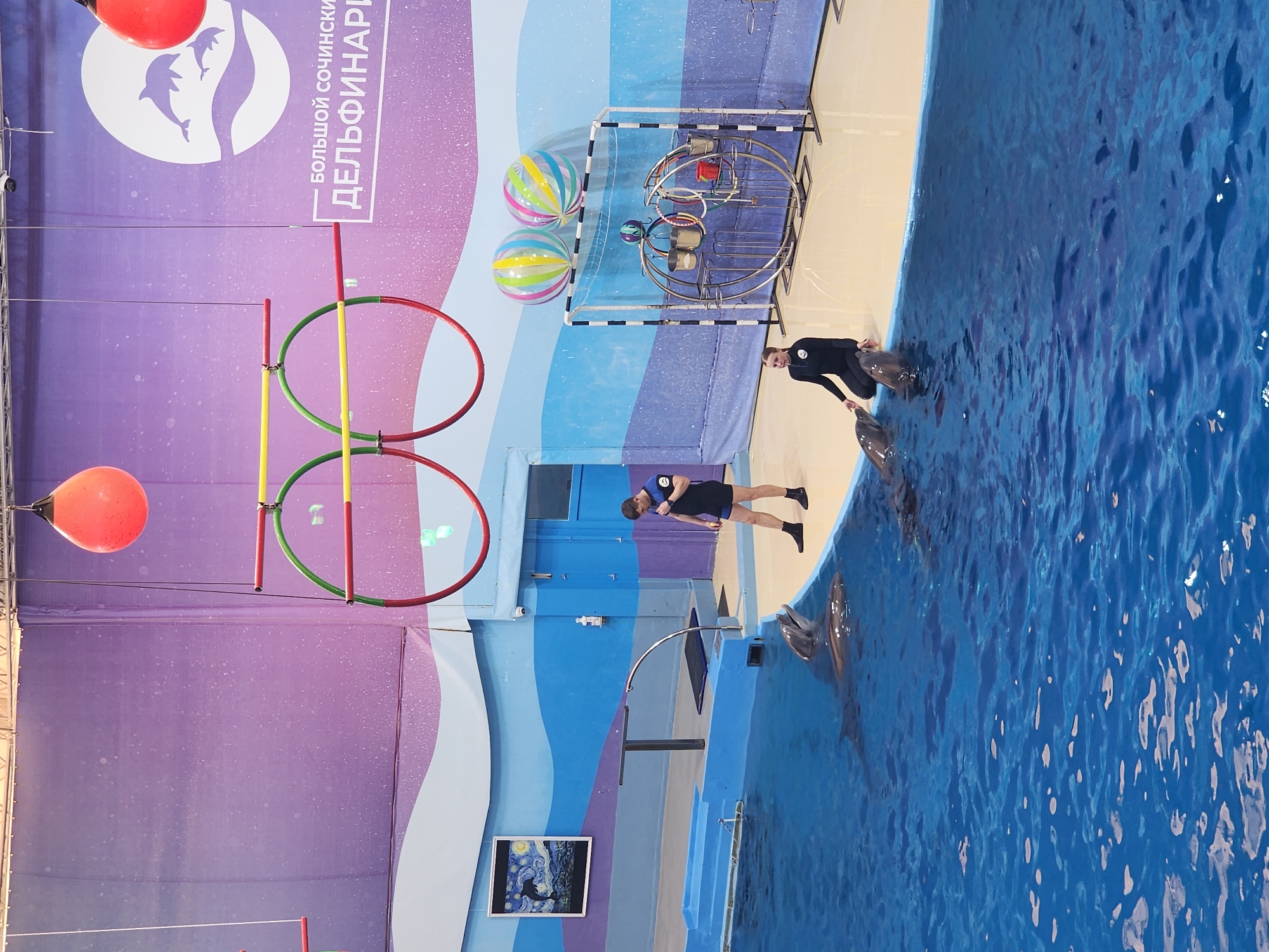 This image captures a vibrant scene inside a dolphinarium, likely during a training session or performance. The setting is an indoor aquatic facility, characterized by a large, blue pool and a colorful background mural with wave-like patterns in shades of purple, blue, and white.
In the foreground and midground, several dolphins are present in the pool. At least two trainers are visible, dressed in dark wetsuits or similar attire. One female trainer is partially submerged in the water, actively interacting with two dolphins whose heads are out of the water, seemingly performing a trick or receiving instruction. Another male trainer stands on the light-colored platform surrounding the pool, observing or preparing.
Various props and equipment for the dolphin show are scattered around the pool area. These include several large hoops (red, green, yellow) suspended above the water, indicating jumping exercises. Near the center, two large, colorful striped inflatable balls rest near a metal goalpost-like structure, beside which another elaborate metal apparatus with circular components and small buckets is set up. A red buoyant object hangs on the left side, and a framed picture resembling Van Gogh's "Starry Night" is mounted on the wall in the lower left.
A prominent white banner or sign hangs on the upper part of the background wall. It features a logo depicting two dolphins and bears Cyrillic text. The text reads "БОЛЬШОЙ СОЧИНСКИЙ ДЕЛЬФИНАРИЙ," which translates to "Great Sochi Dolphinarium," confirming the location in Sochi, Russia. The overall atmosphere suggests a well-lit, professional environment dedicated to marine animal entertainment or education. The activities depicted are characteristic of a dolphin show, showcasing the interaction between trainers and marine mammals.