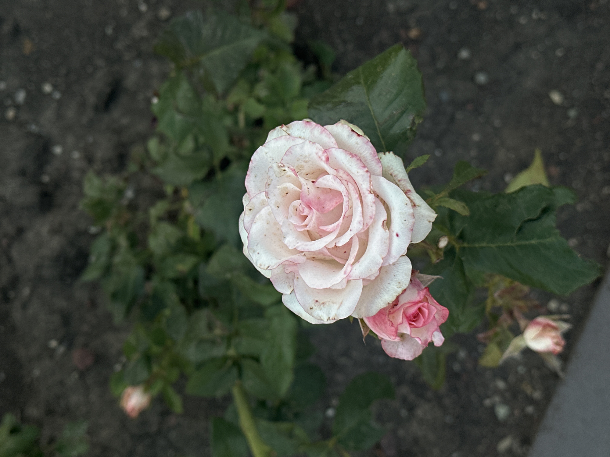The image shows a close-up of a pink and white rose in bloom, with another smaller rosebud beside it. The rose has delicate petals with pink edges and some darker speckles. The background is out of focus, showing green leaves and dark soil, suggesting an outdoor setting, possibly a garden. There are no people or specific landmarks visible that would indicate its location within the city of Gyumri, Armenia.