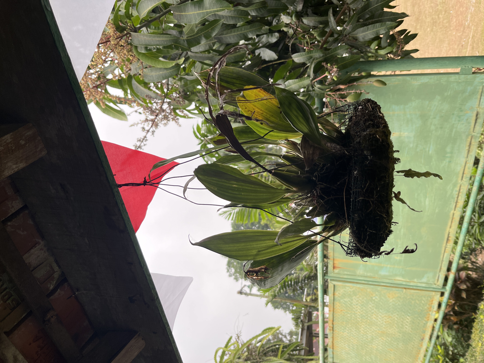 An overhead shot captures an orchid plant hanging from a wooden beam under a tiled roof. Red and white flags are partially visible, one to the left and one behind the orchid. The orchid is rooted in a dark, fibrous material contained within a black mesh basket. Its long, green leaves spread outwards, with some showing signs of dryness and discoloration. Delicate, dark brown aerial roots dangle from the basket, along with a few withered leaves. In the background, a green metal fence runs horizontally. Beyond the fence, lush green foliage and branches of a mango tree are visible, with small green mangoes dotted amongst the leaves. The sky is overcast, suggesting a cloudy day. The scene appears to be outdoors, likely in a residential or garden setting. This description is consistent with a typical outdoor environment found in Gembong, Indonesia, where such tropical plants and fruit trees are common.