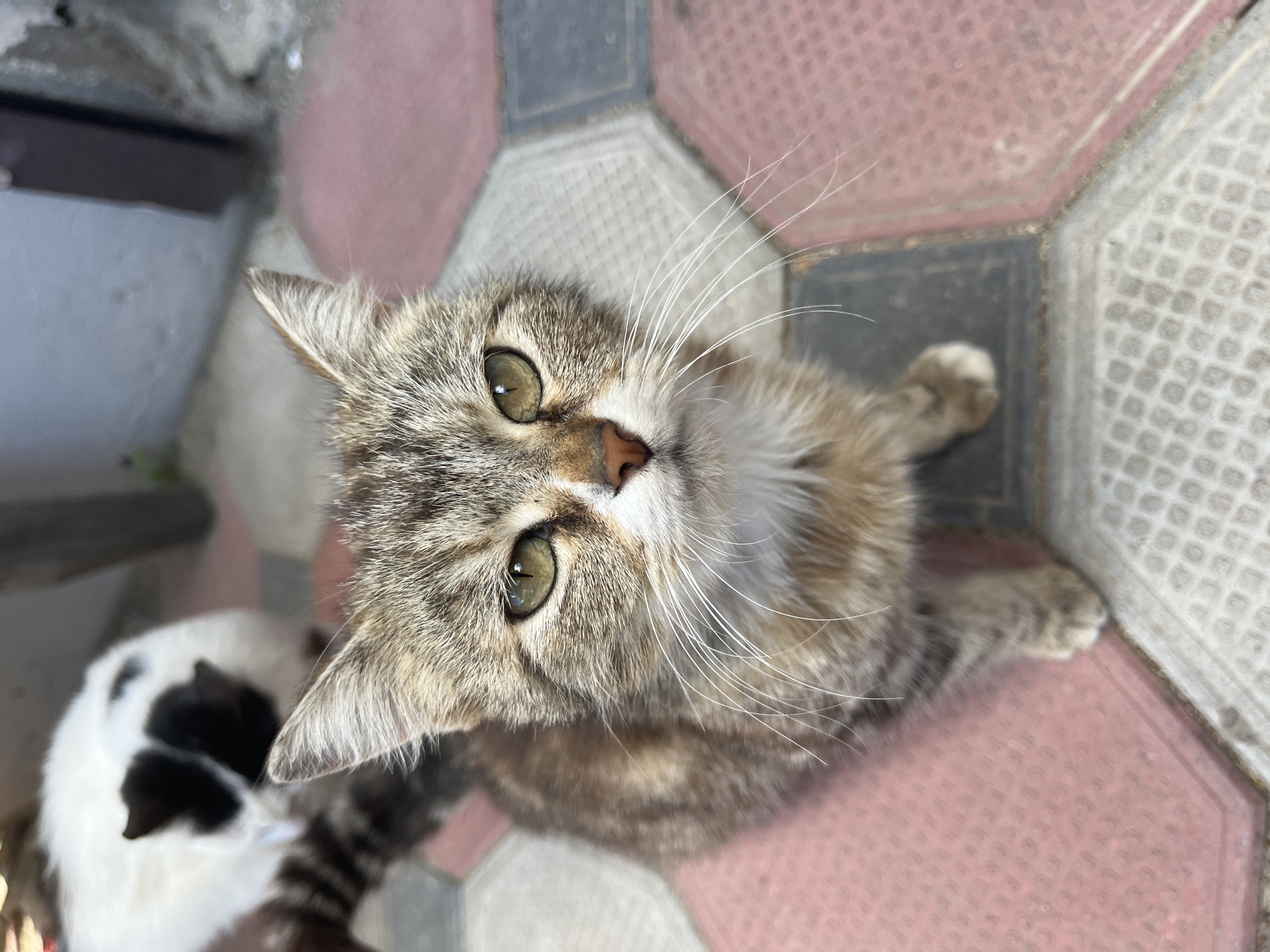 A close-up, high-angle shot shows a tabby cat looking up at the camera. The cat has green eyes, a pink nose, and long white whiskers. Its fur is a mix of brown, black, and gray. To the left of the tabby cat, partially visible, is another cat, mostly white with black patches on its face. Both cats are on a paved surface made of interlocking hexagonal and square tiles in shades of pink, gray, and white. The setting appears to be outdoors, possibly a courtyard or patio. The lighting suggests it is daytime, with bright sunlight casting shadows. There is no visible text in the image. The overall mood is one of curiosity and engagement, with the tabby cat making direct eye contact with the viewer.