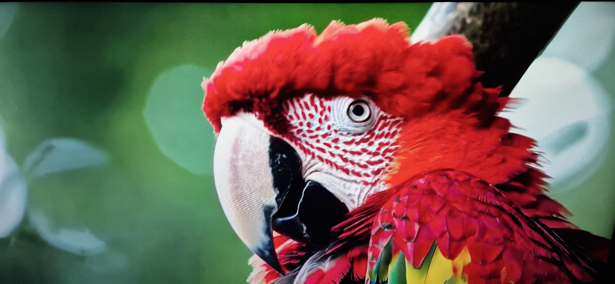 A close-up, eye-level shot focuses on the head of a scarlet macaw, which is positioned on the left side of the frame. The bird's bright red crest feathers are prominent, and its eye, with a black pupil and white iris, is visible and looking to the right. Red and white speckled patterns adorn its face, and a black beak protrudes from the left. The bird's body, covered in red feathers that transition to yellow and green further down, is visible on the right. The background is blurred green foliage, with soft, out-of-focus white and light blue shapes suggesting light or possibly flowers. The image has a slightly grainy texture.