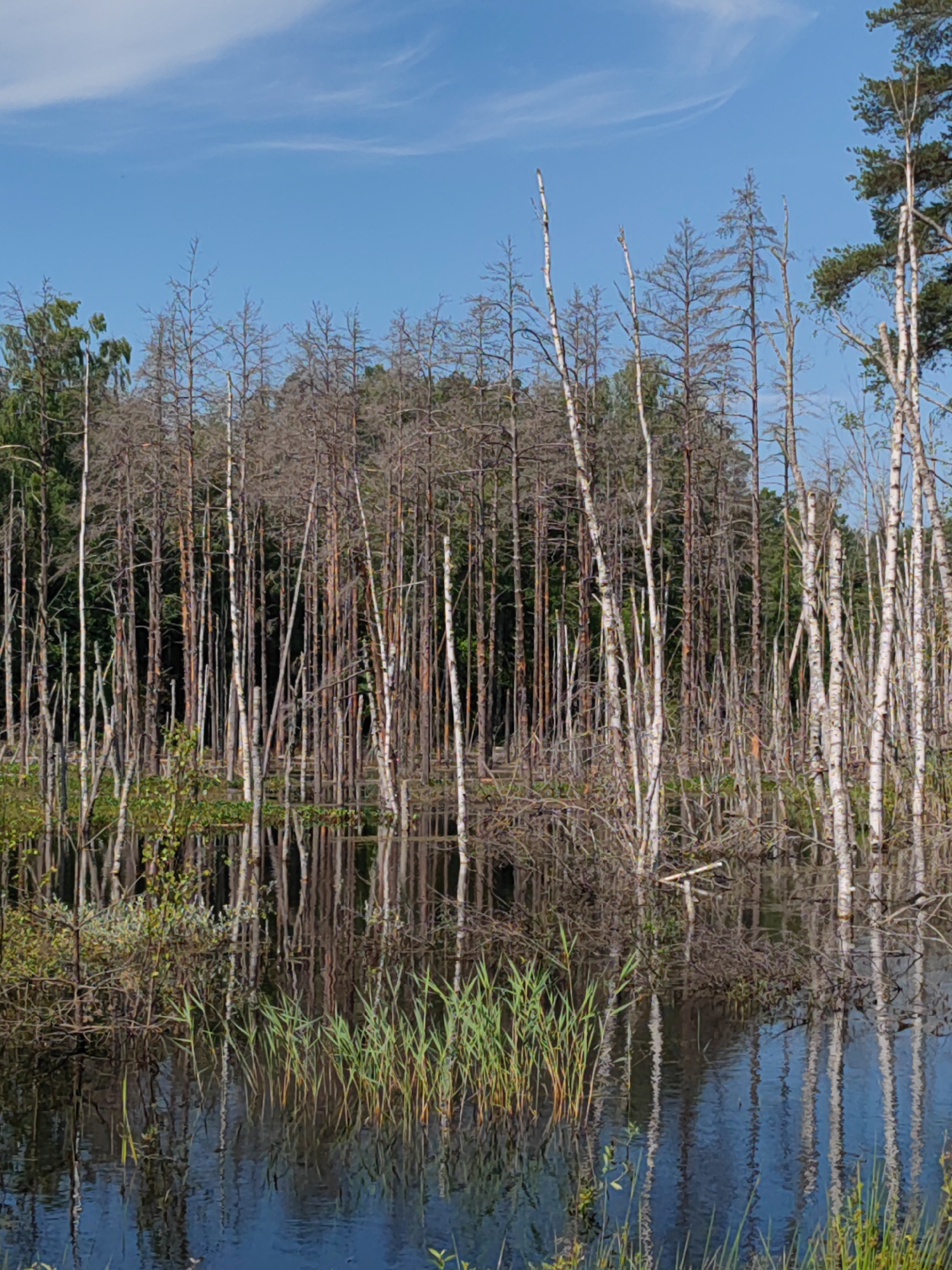 The image shows a partially flooded forest with many dead trees. The water reflects the sky and the trees. There is green vegetation growing around the base of some of the trees and in the water. The sky is blue with a few wispy clouds. This scene is located in the city of Zashchita, Russia.