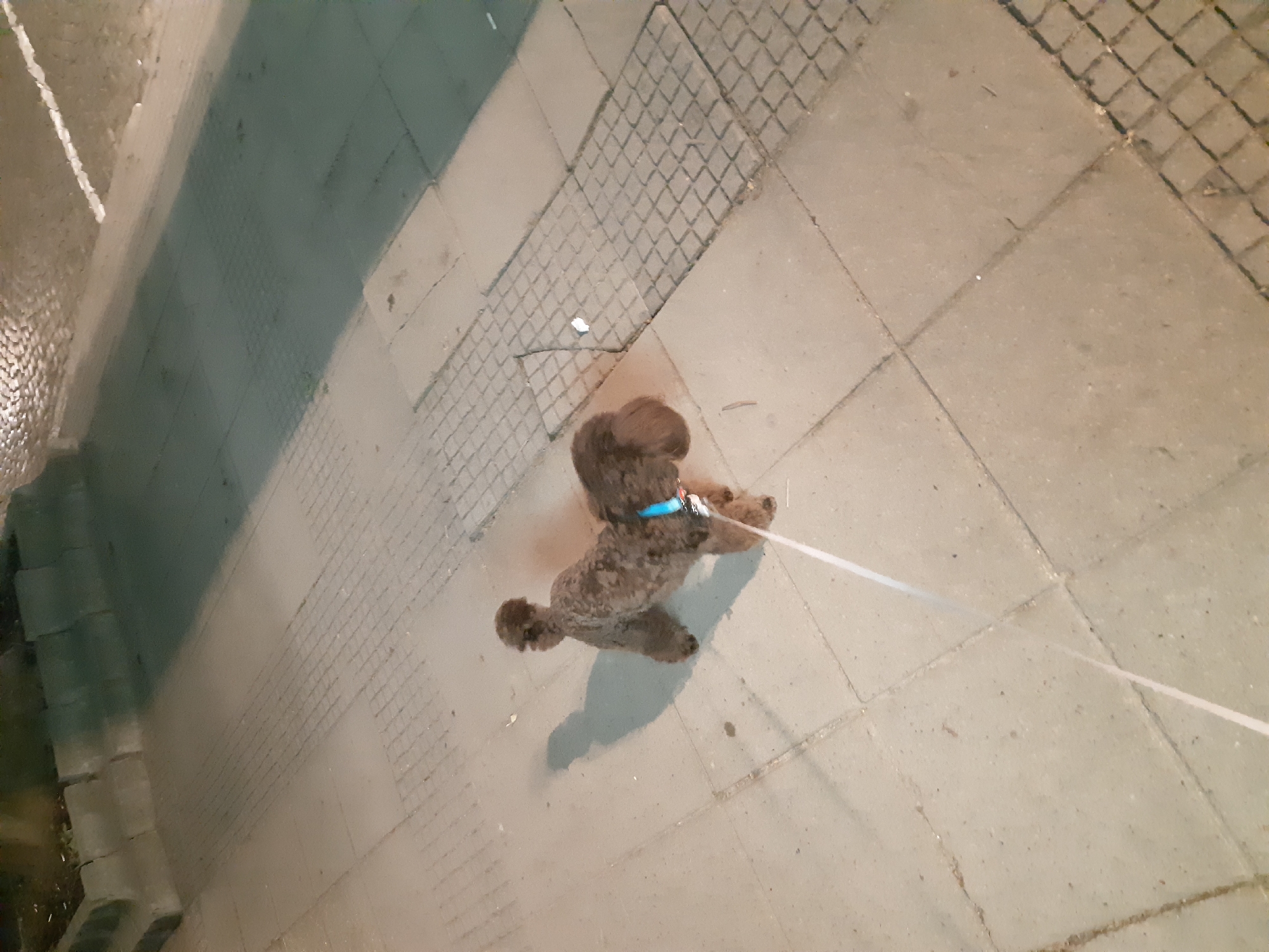 A brown poodle with a blue collar stands on a concrete tiled sidewalk, attached to a white leash extending out of frame. The sidewalk abuts a curb and a textured concrete surface. The location appears to be outdoors at night, possibly in the city of Plovdiv, Bulgaria.