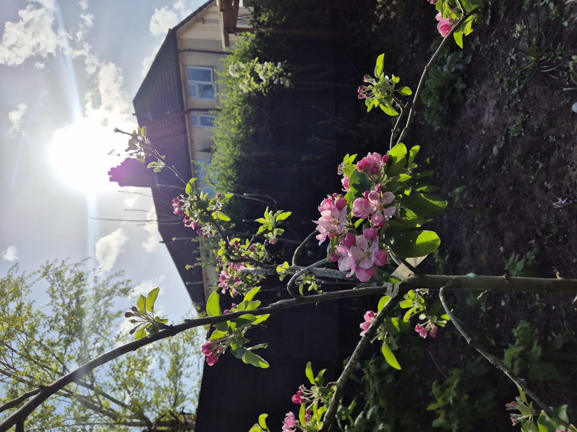 The image shows a blossoming tree branch in the foreground with pink flowers and green leaves. The background reveals a two-story residential house with a dark grey roof, visible windows, and a brick chimney. Lush green vegetation, potentially hedges or trees, surrounds the property. The bright sunlight illuminates the scene, with a clear blue sky and scattered clouds visible. The location is likely Ipswich, United Kingdom.