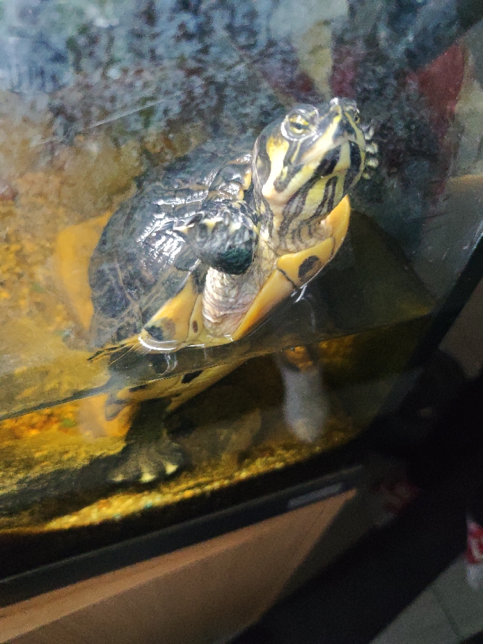 The image displays a close-up view of a turtle, likely a Red-eared Slider, within a glass enclosure, presumably an aquarium or tank. The turtle is partially submerged in water, with its head, neck, and upper shell (carapace) above the waterline. Its head is held high and turned slightly to the right, looking upwards with its eyes open and alert, as if observing something outside the tank.

The turtle exhibits characteristic yellow and black stripes on its head and neck, and a hint of the distinctive red patch behind its eye can be seen. Its front limbs, which are also yellow with dark markings, are visible, appearing to support it on a submerged platform or a shallow area within the tank. The water level reaches just below the turtle's chin.

The water in the tank appears somewhat murky or reflective, with a yellowish-brown tint, especially towards the bottom where a dark substrate is visible. The glass of the tank shows reflections and possibly some water marks or smudges, indicating it might be an indoor setting. The lighting is bright, illuminating the turtle from the front, highlighting its features. No text is visible in the image.