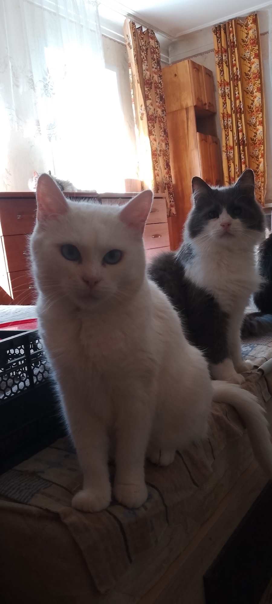 This is a photograph taken indoors, likely in a residential setting in Belgorod, Russia. In the foreground, two cats are the primary subjects. The cat on the left is white with striking blue eyes and is facing directly towards the camera. To its right, a fluffy cat with grey and white fur is also looking forward. The cats are positioned on a striped, fabric-covered surface, possibly a couch or bed.
In the background, a wooden dresser or cabinet with drawers is visible. Behind the dresser, floral curtains hang near a window, which allows natural light to illuminate the scene. The overall environment appears to be a room in a home, with evidence of everyday life suggested by the furniture and decor. No people are visible in the image.