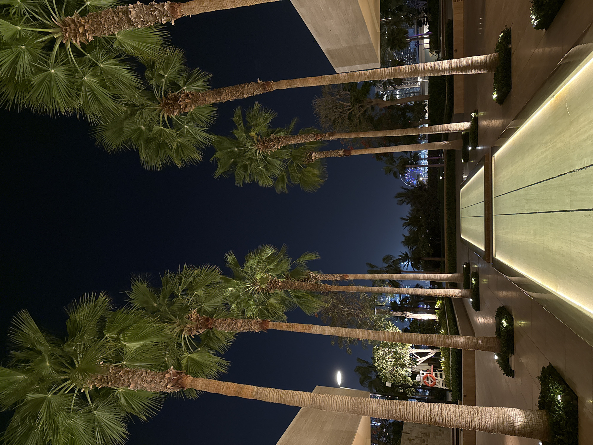 The image, taken at night, showcases a linear arrangement of palm trees along a paved walkway in Dubai, United Arab Emirates. The trees line both sides of the path, with their trunks evenly spaced and ascending into the dark sky. A long, illuminated water feature runs parallel to the walkway on the right, adding brightness to the scene. Buildings, including some with illuminated details, are visible in the background, and a Ferris wheel is discernable in the distance. The scene is illuminated by artificial lighting that casts a warm glow, creating a tranquil, urban environment.